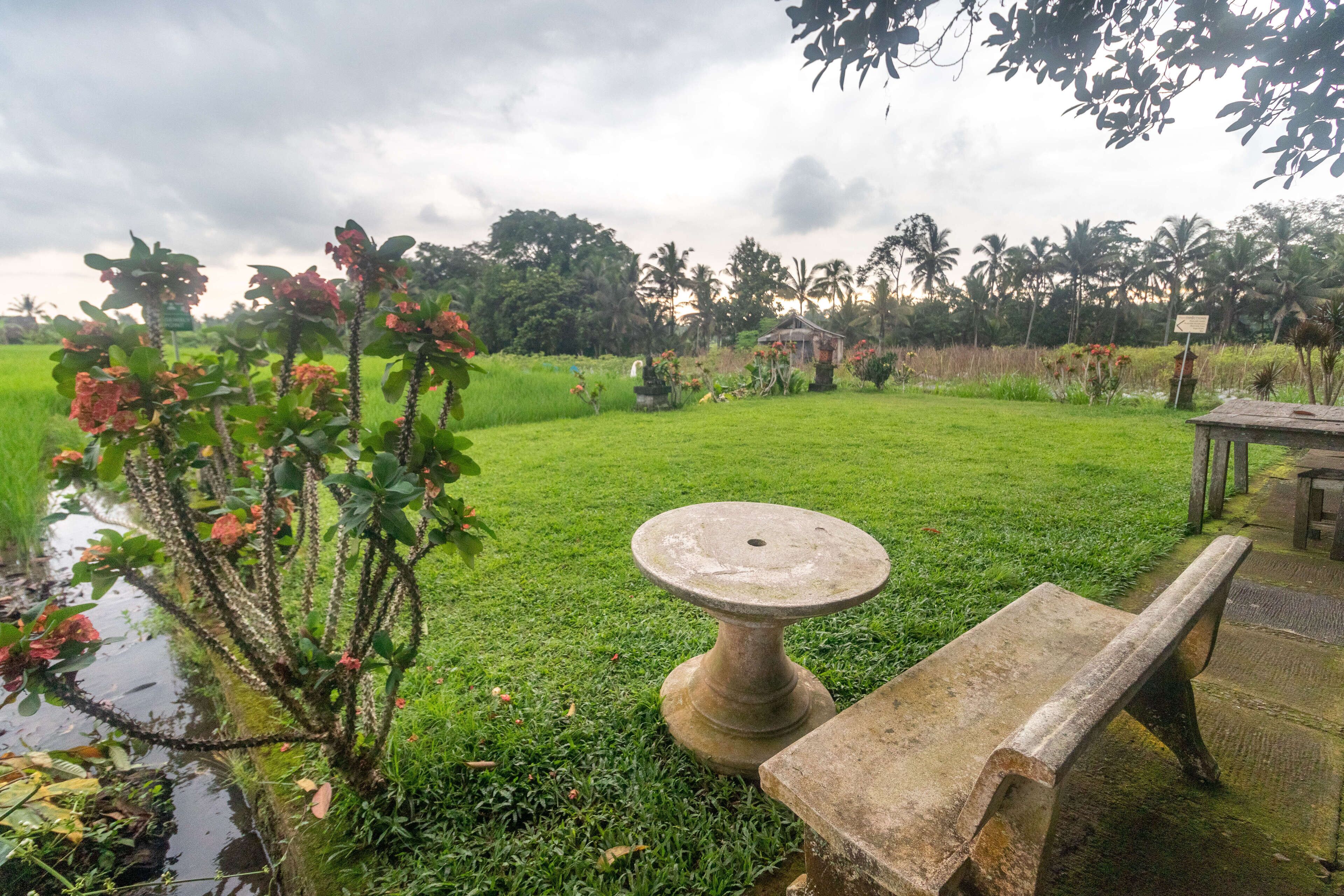 Uma Sari Rice Terrace