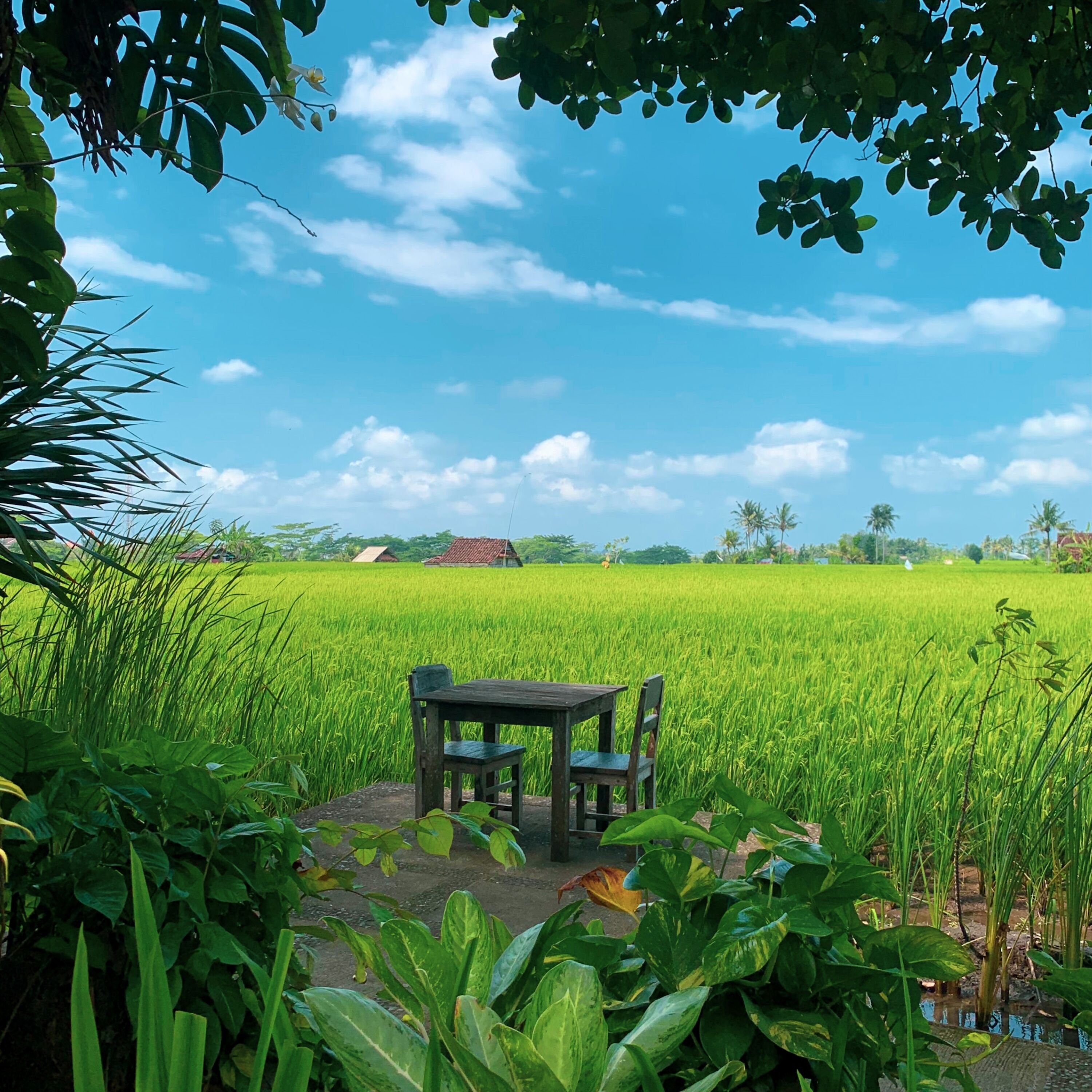 Uma Sari Rice Terrace
