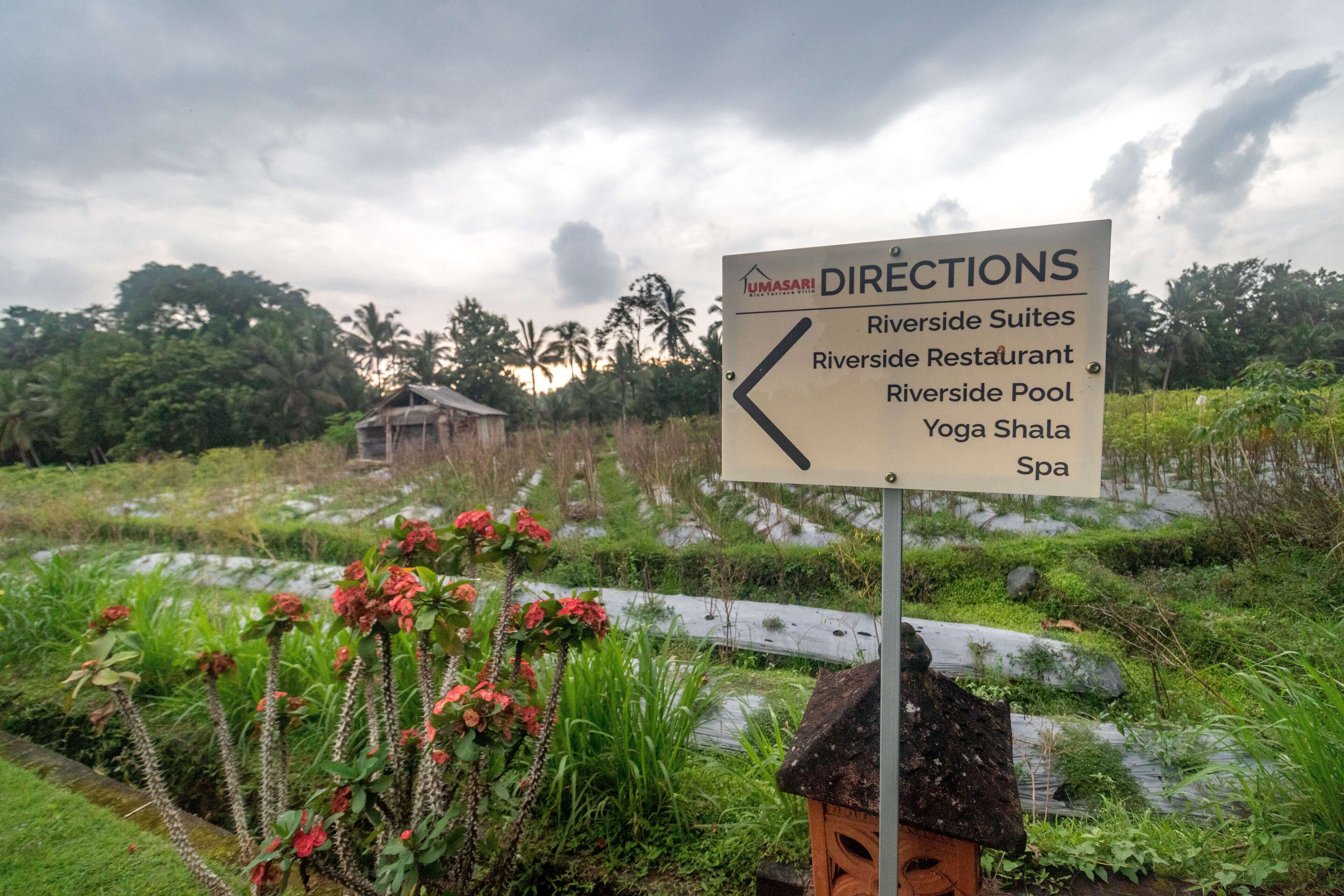 Uma Sari Rice Terrace