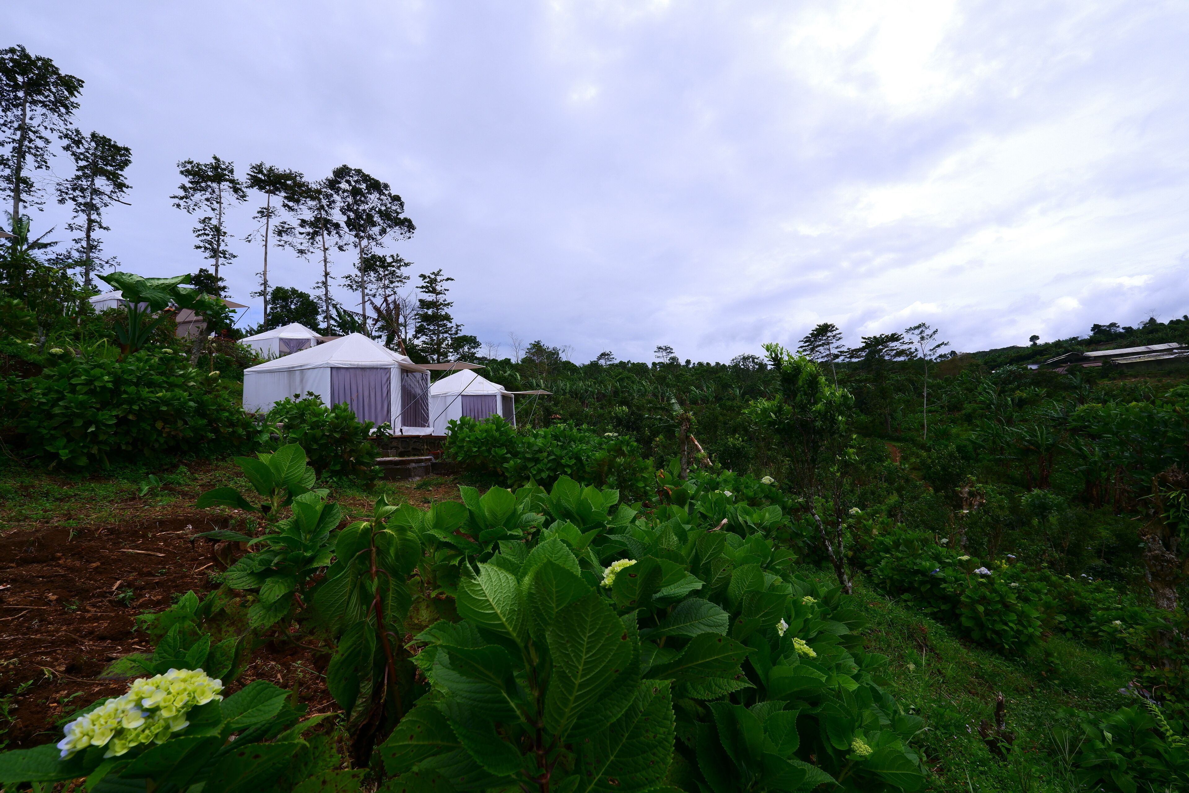 Alam Kita Glamping & Plantation