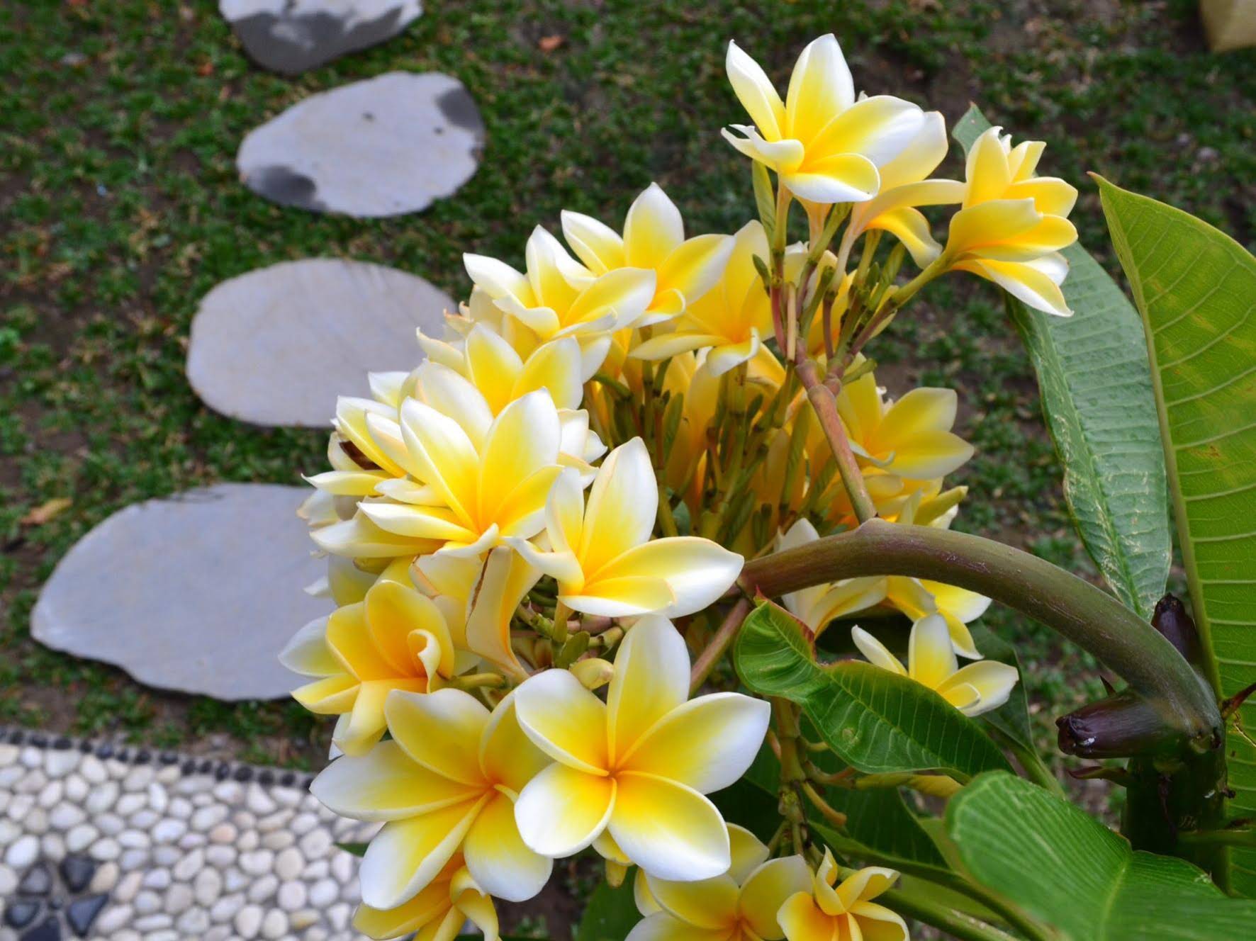 Paradise Bungalows