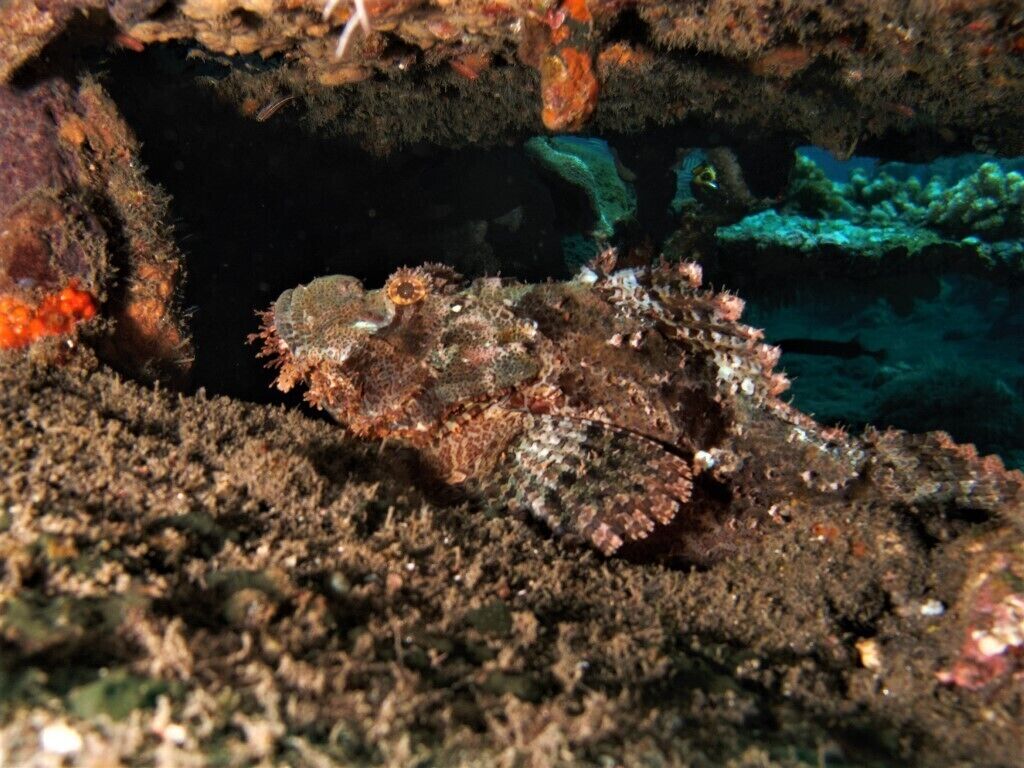 Abwonderdive-Bali Dive Resort