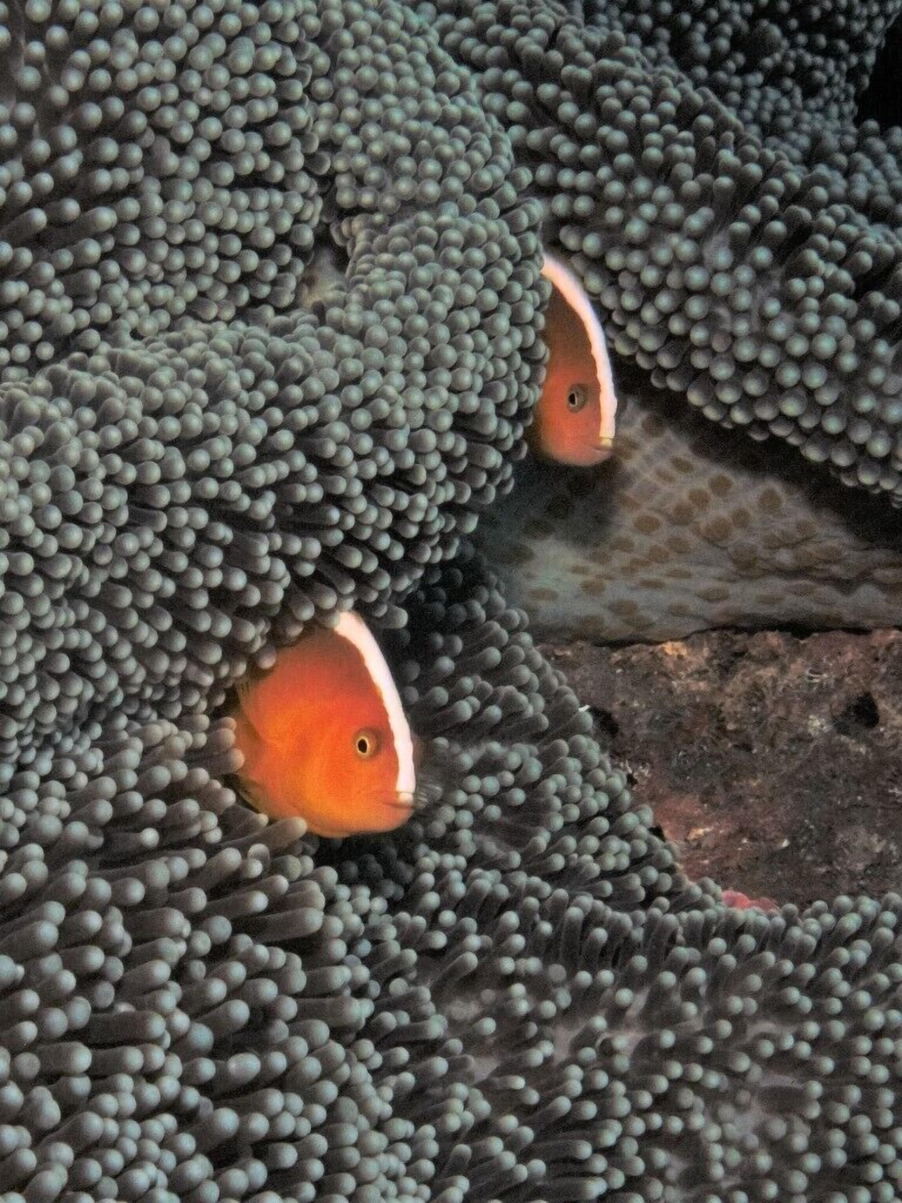 Abwonderdive-Bali Dive Resort