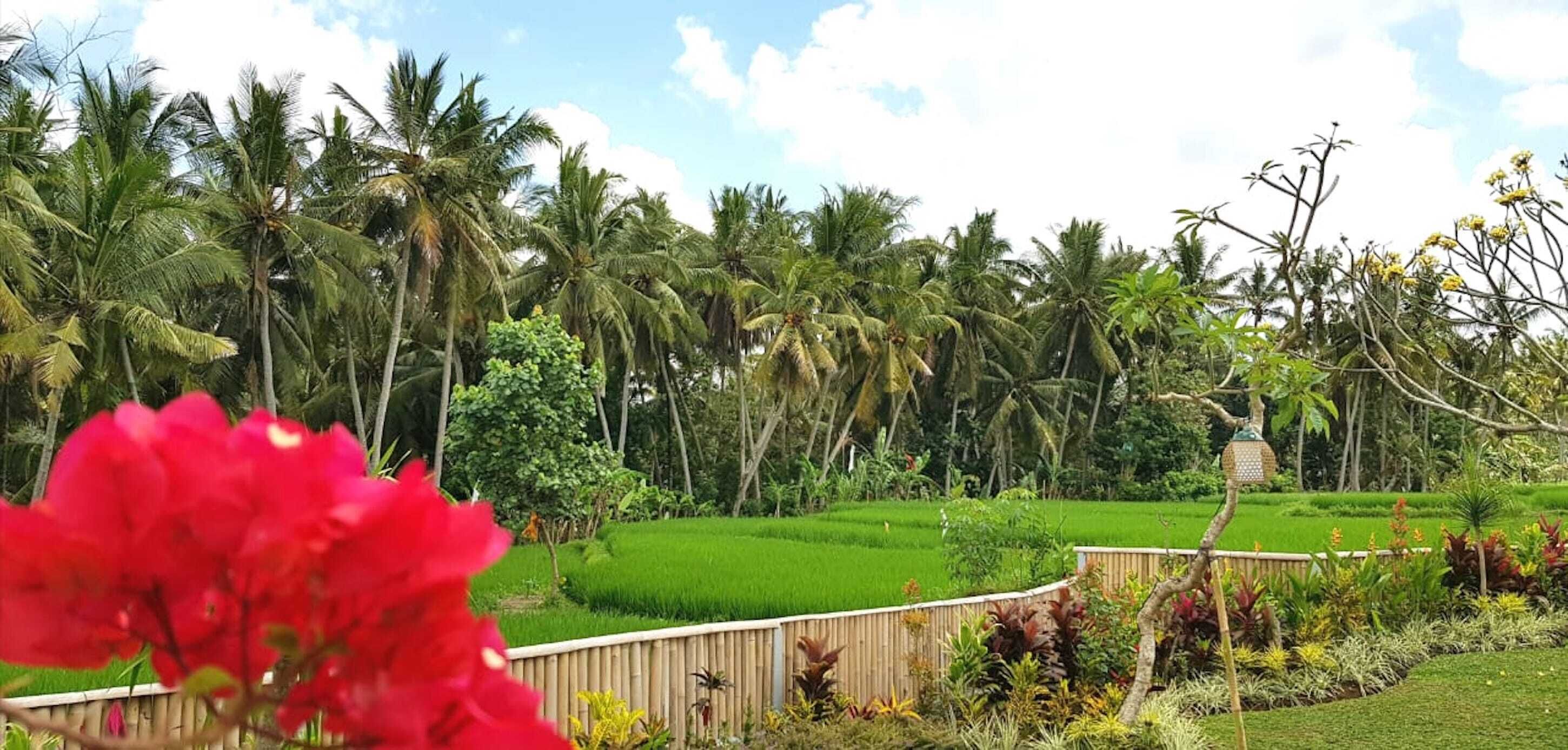 Green Coconut Cottage