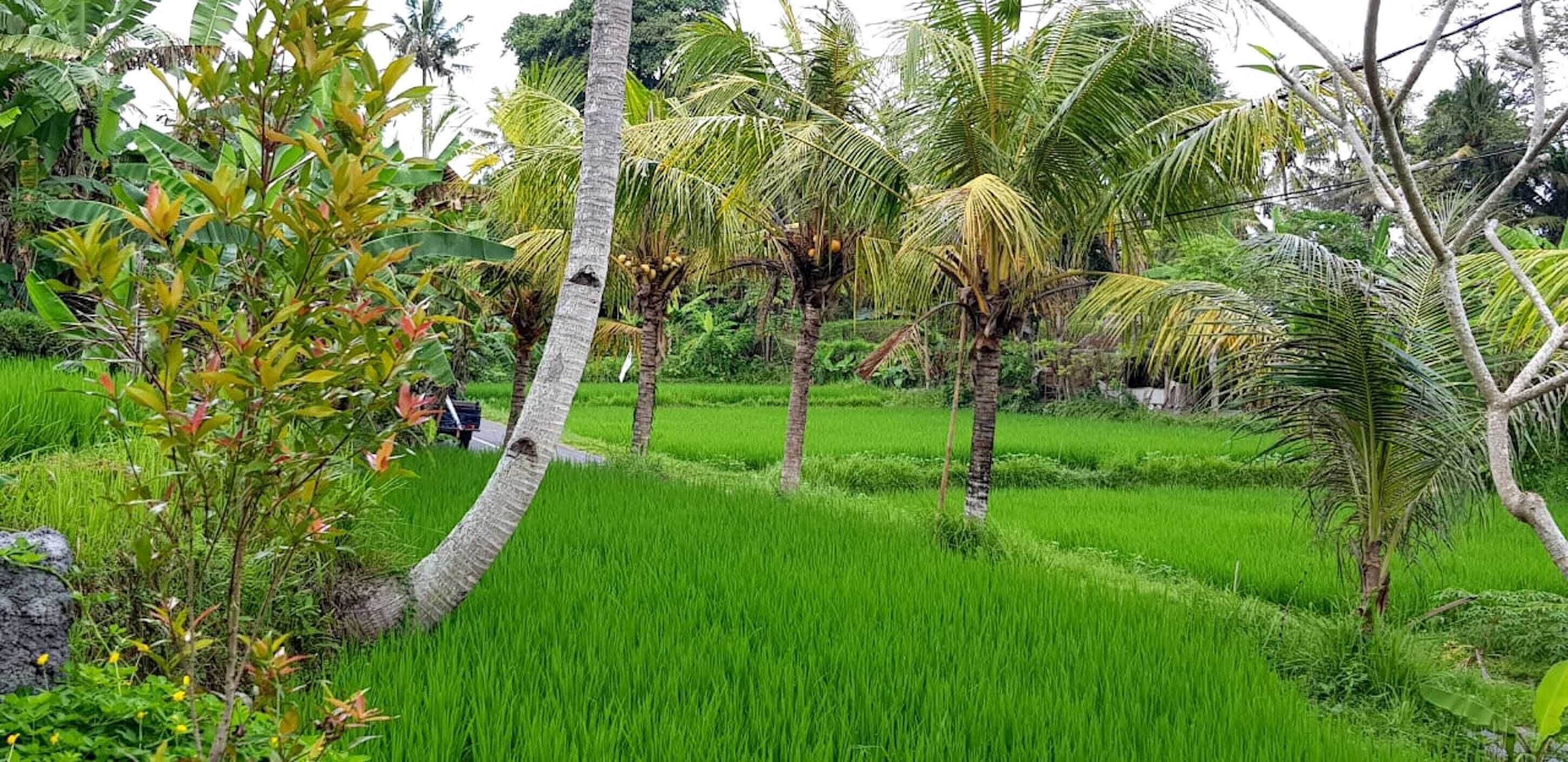 Green Coconut Cottage