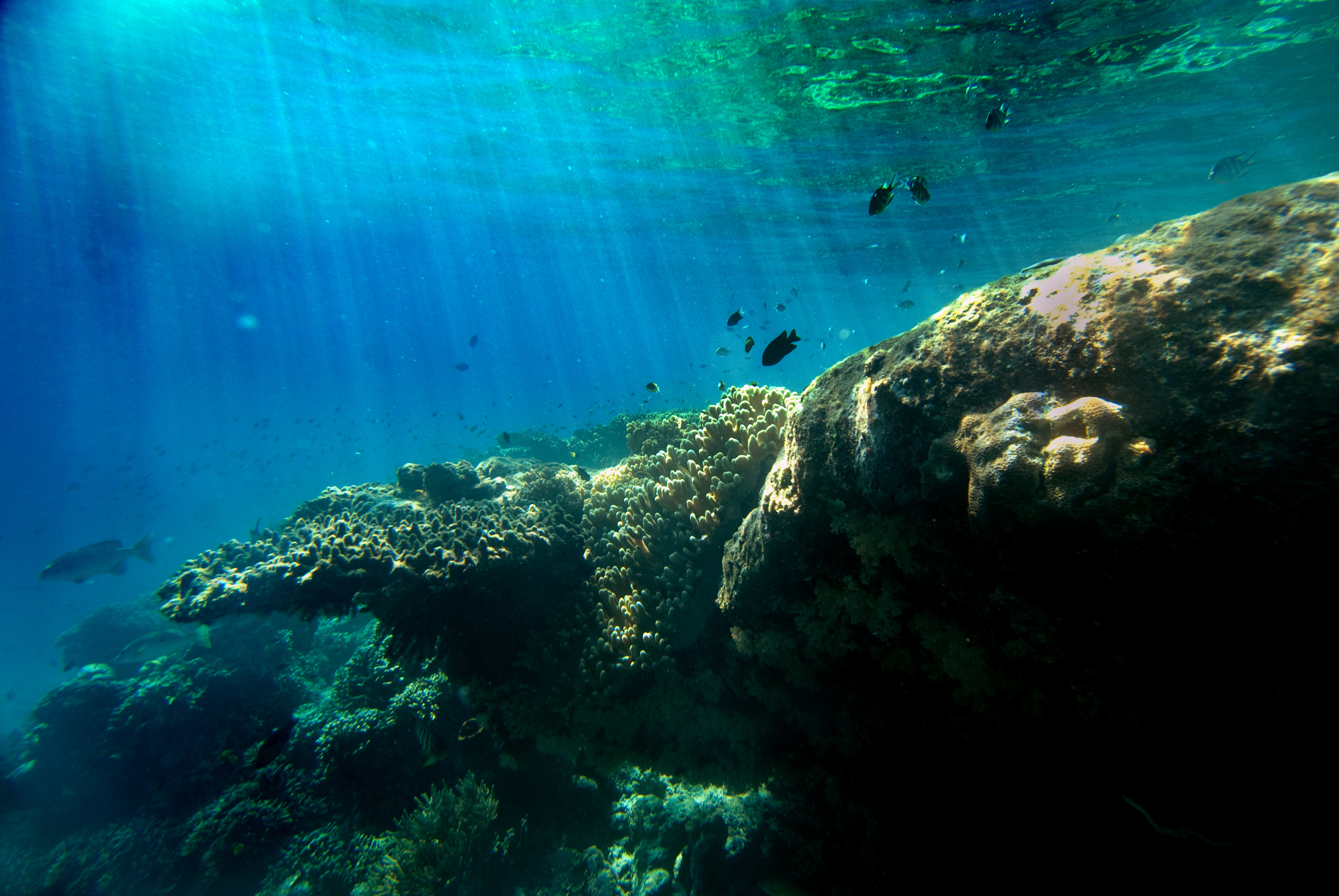 The Menjangan West Bali National Park
