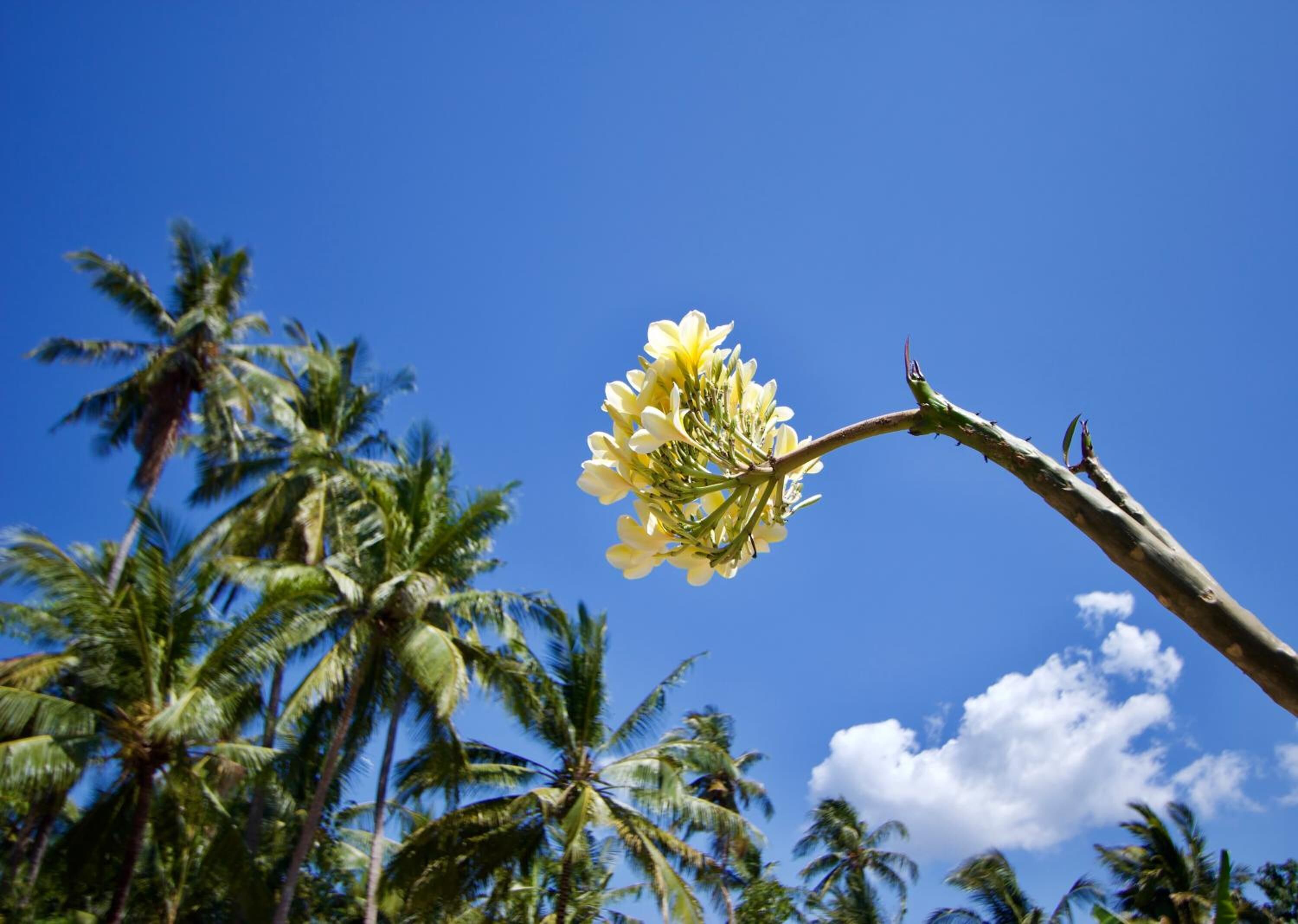 Kubu Artha Bungalow Nusa Penida