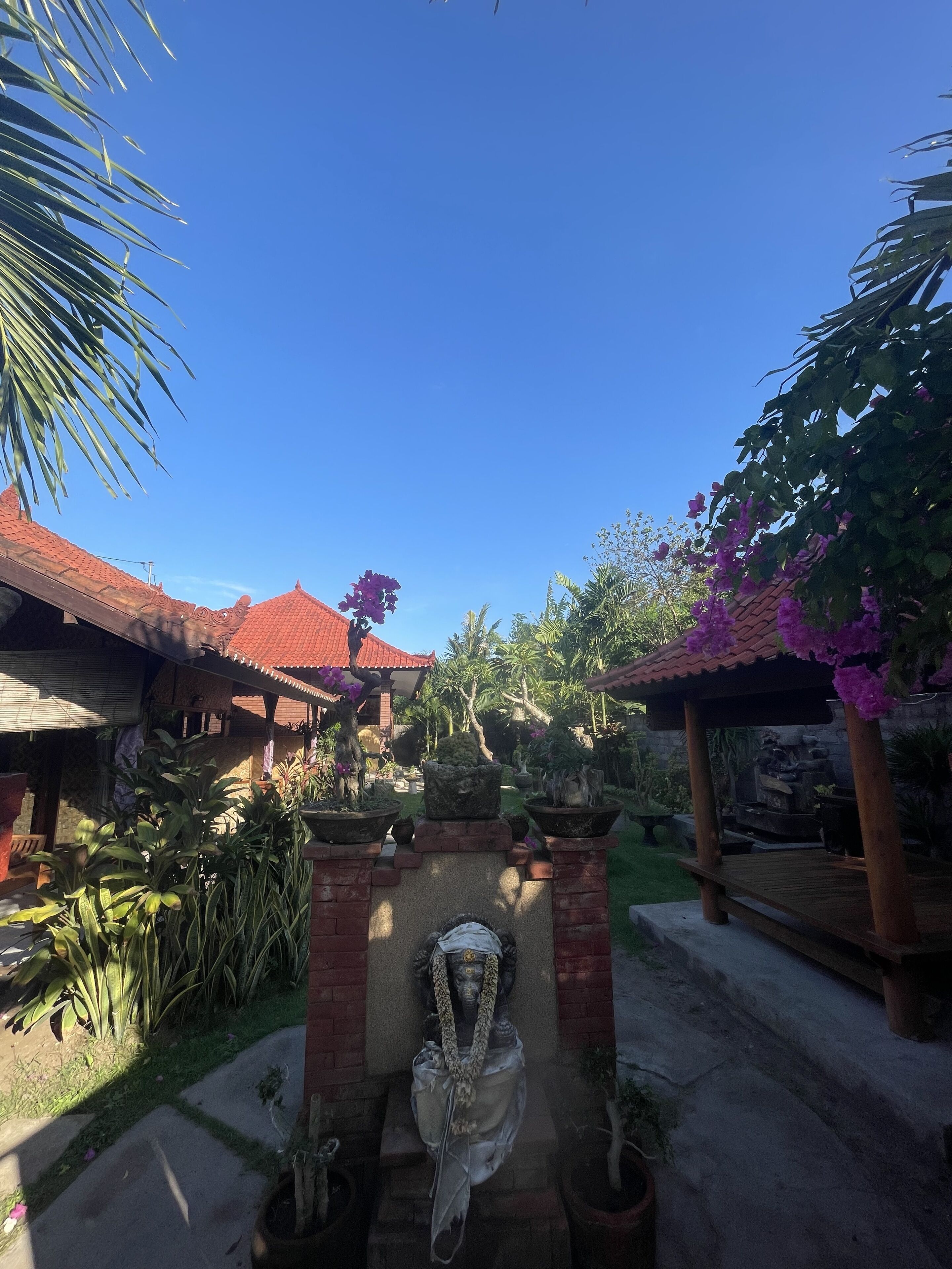 Tebu Menjangan