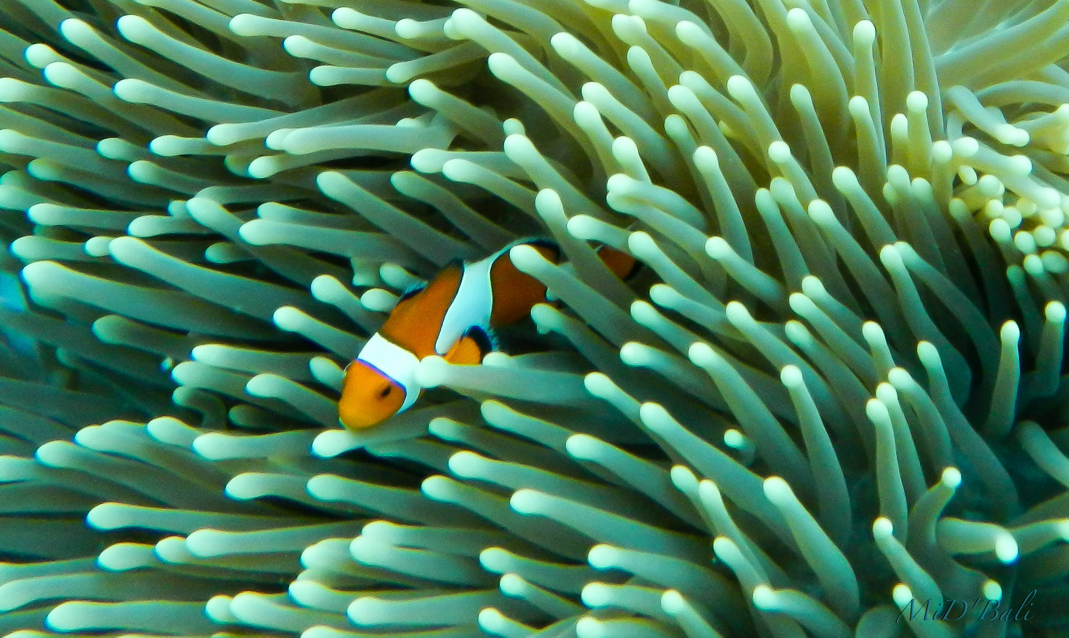 Puri Dajuma Beach Eco Resort & Spa Bali