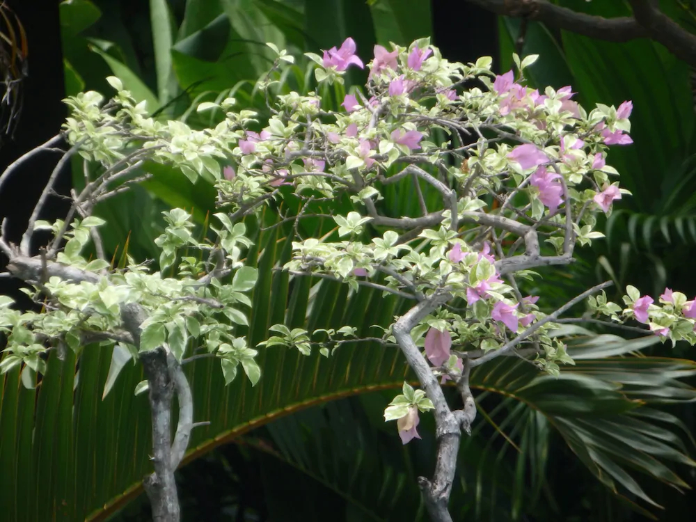 Tirta Sari Bungalows