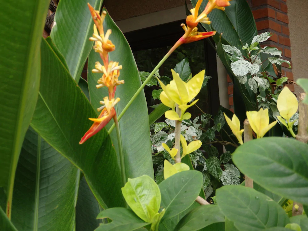 Tirta Sari Bungalows