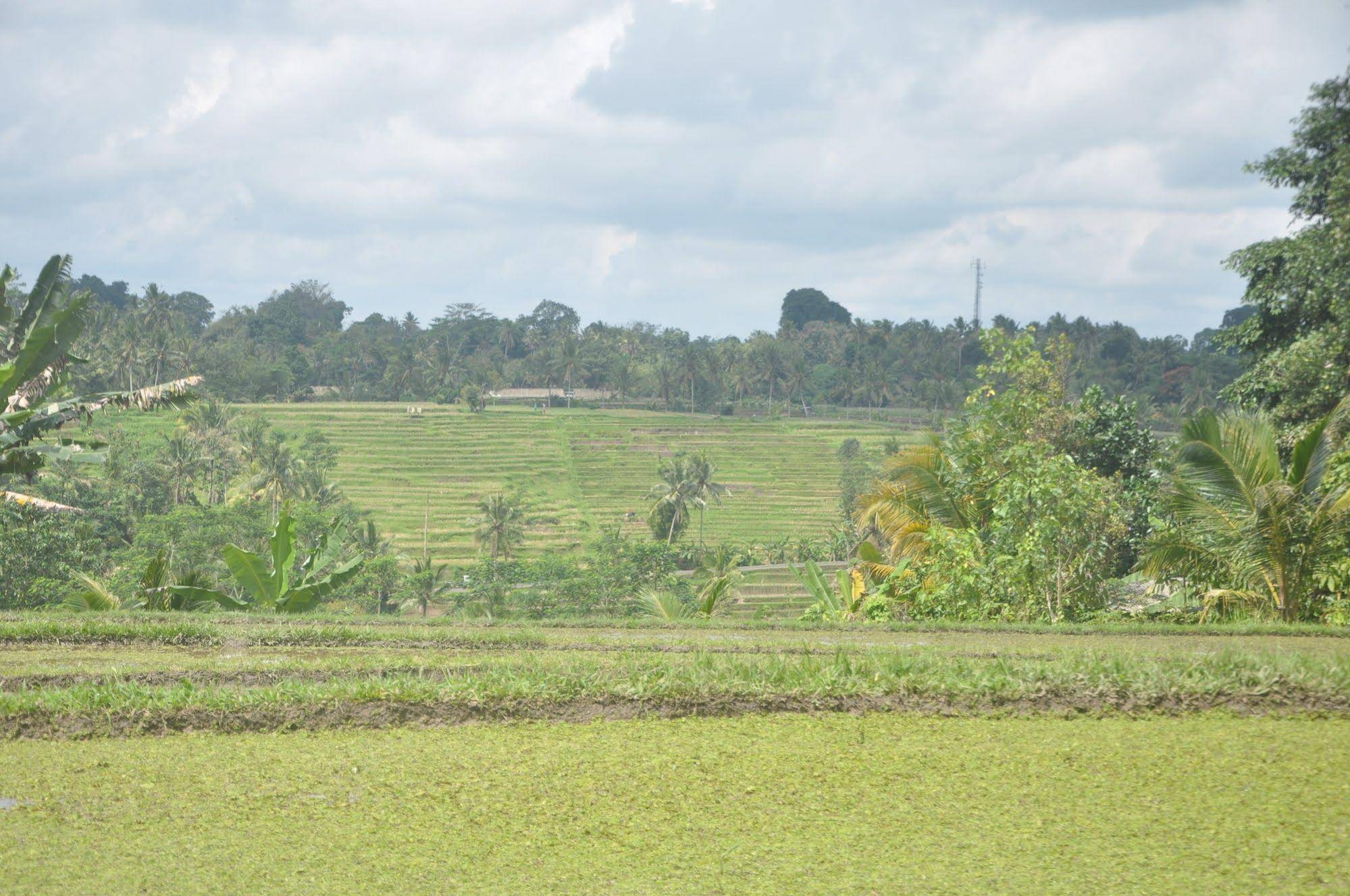 Tepi Sawah Lodge