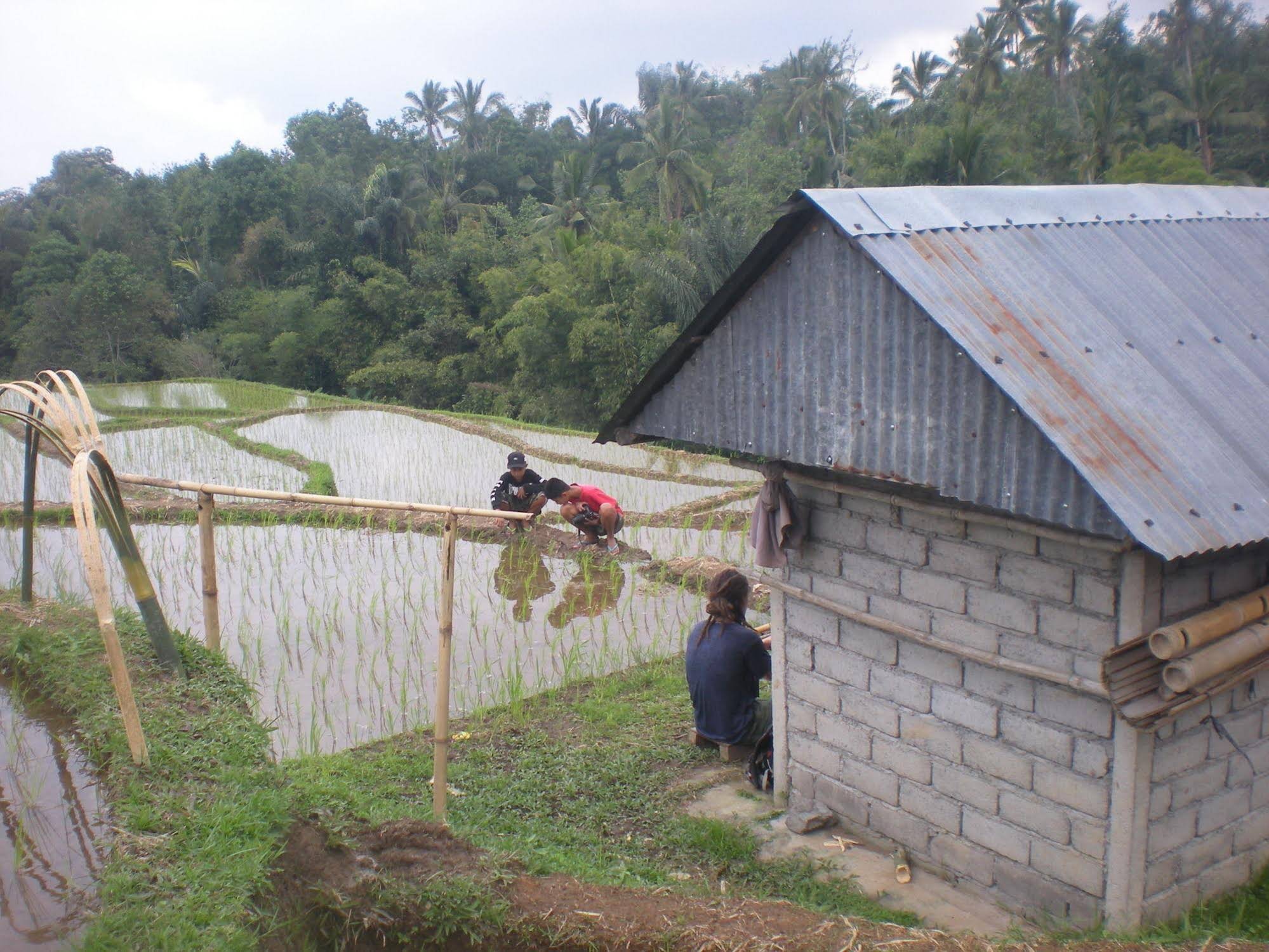 Tepi Sawah Lodge