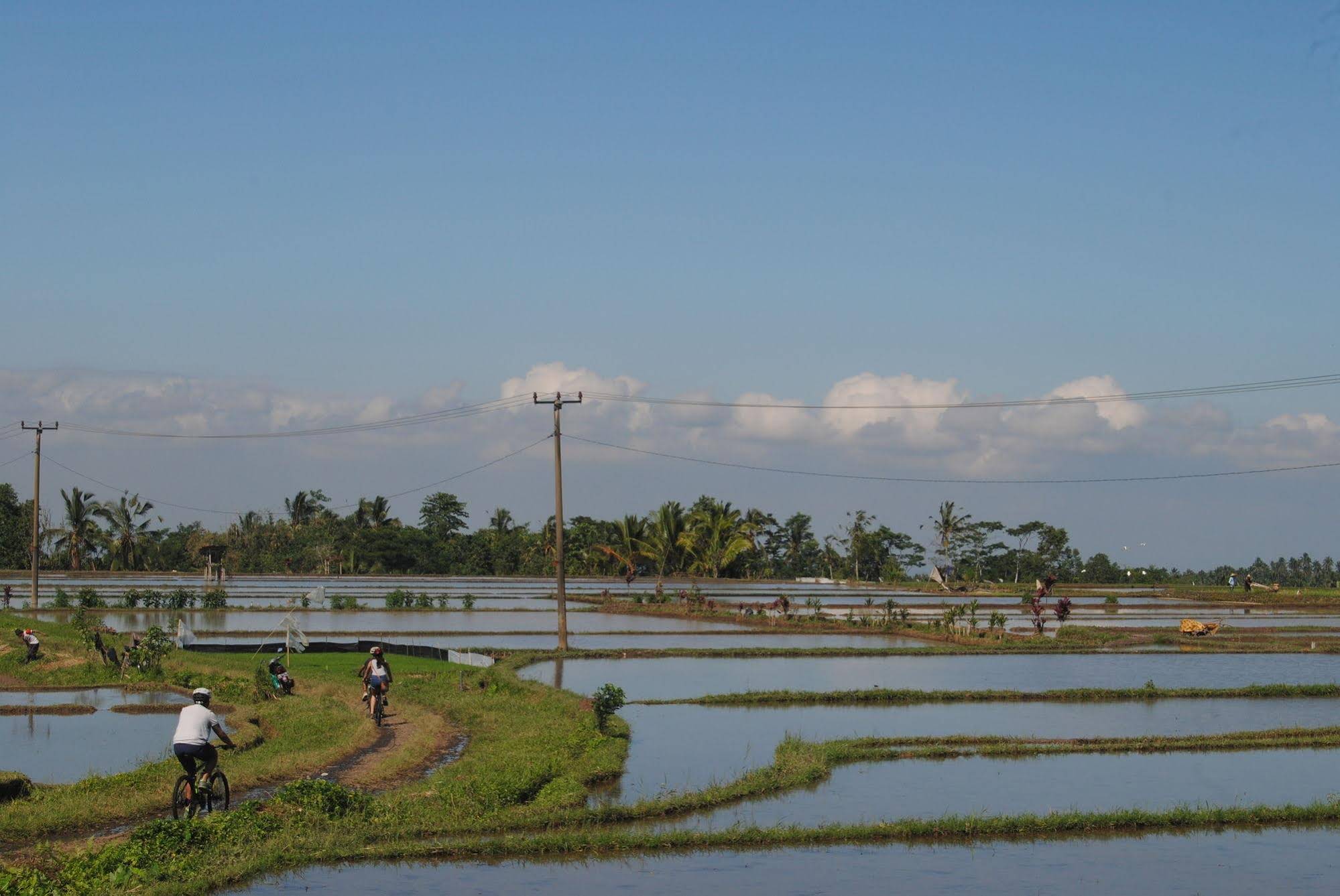Tepi Sawah Lodge