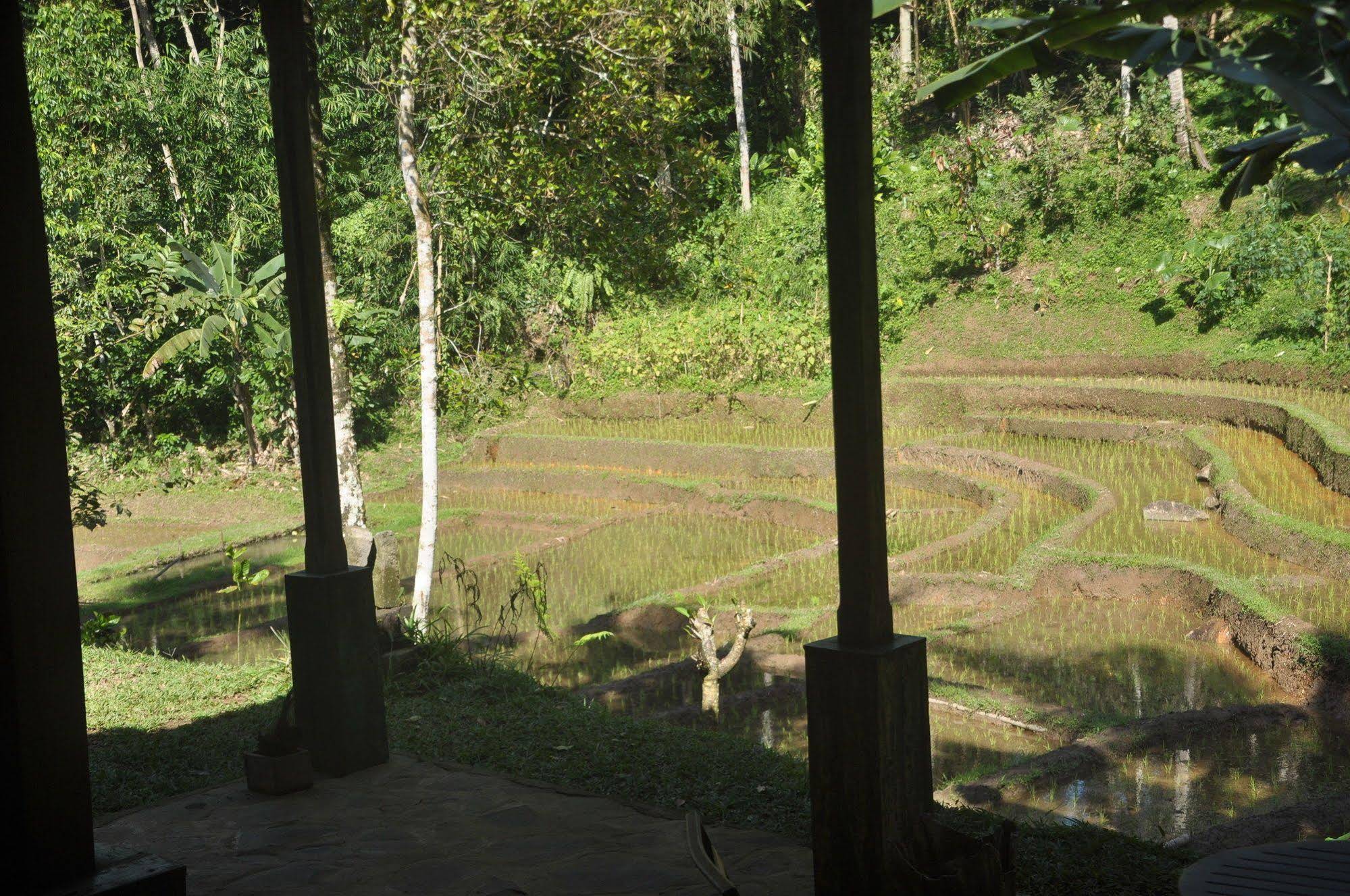 Tepi Sawah Lodge