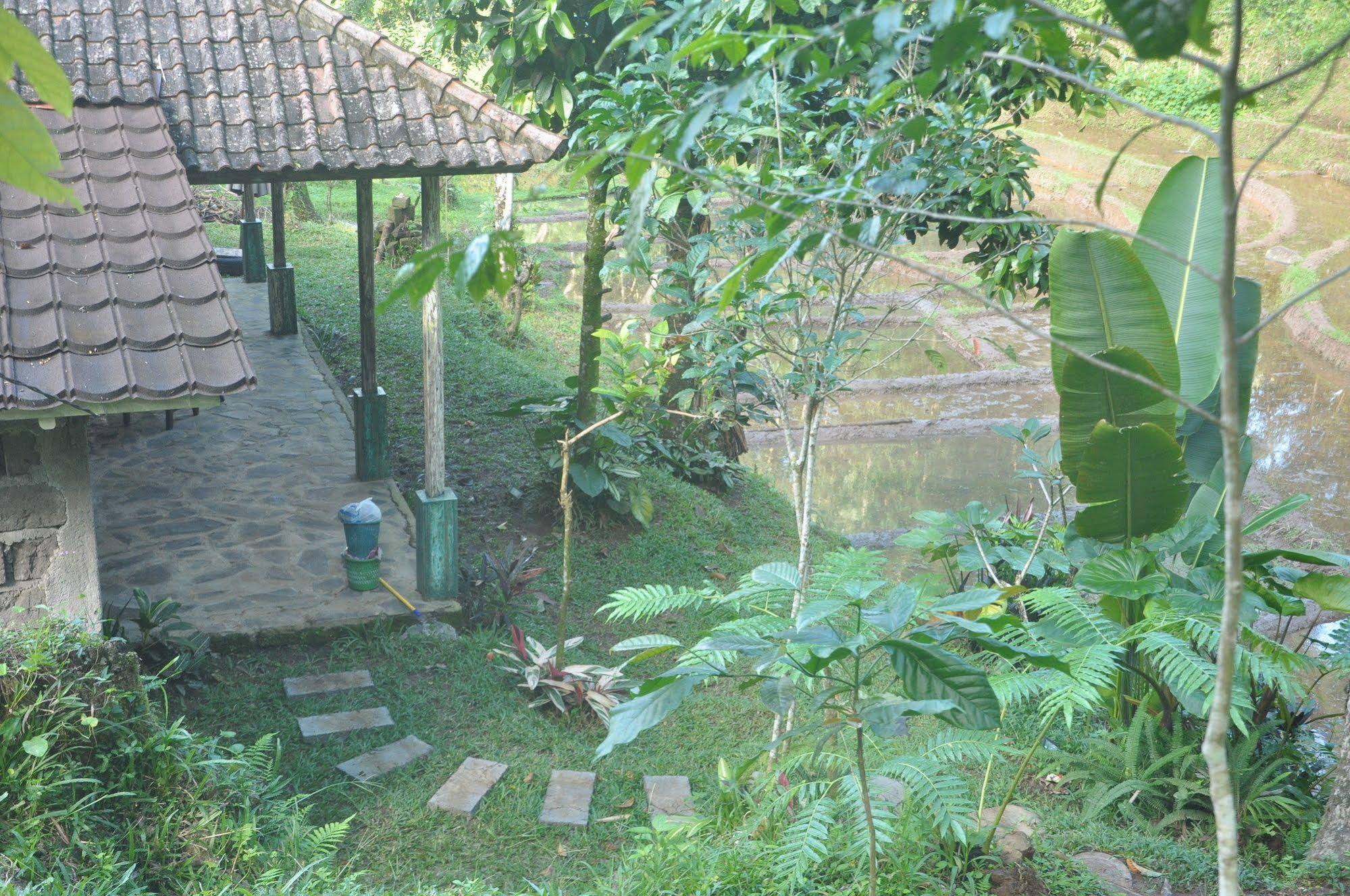 Tepi Sawah Lodge