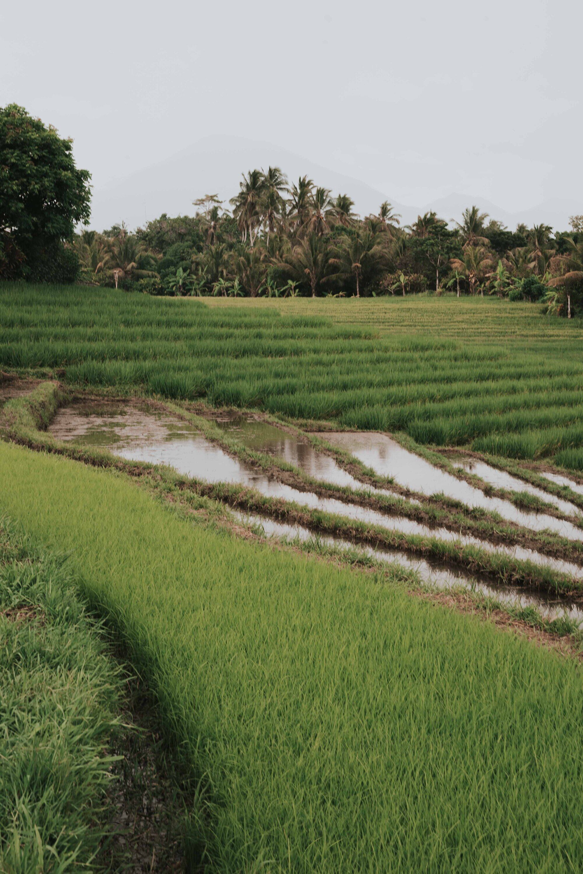 Kusfarm Bali