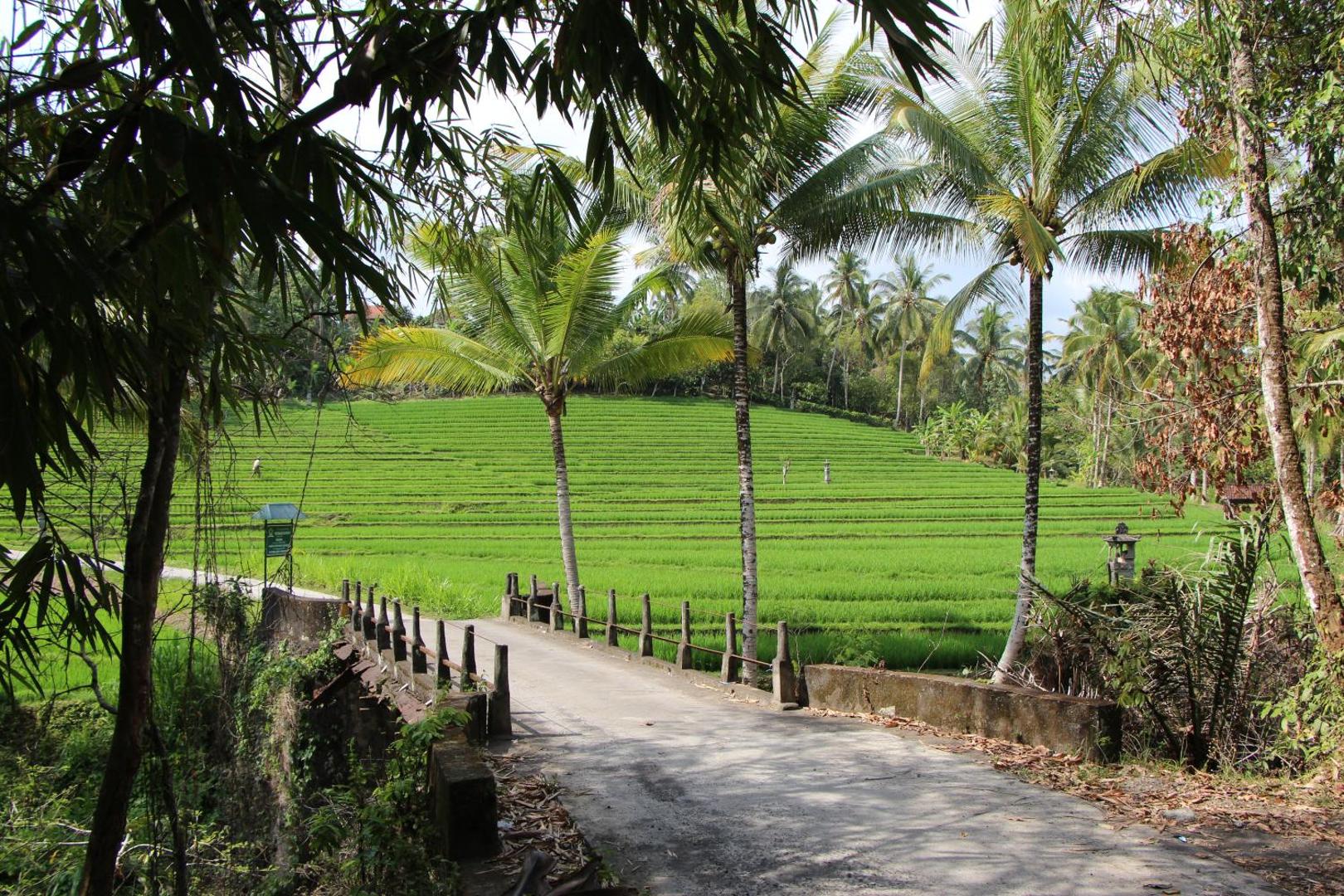 Bali Lush