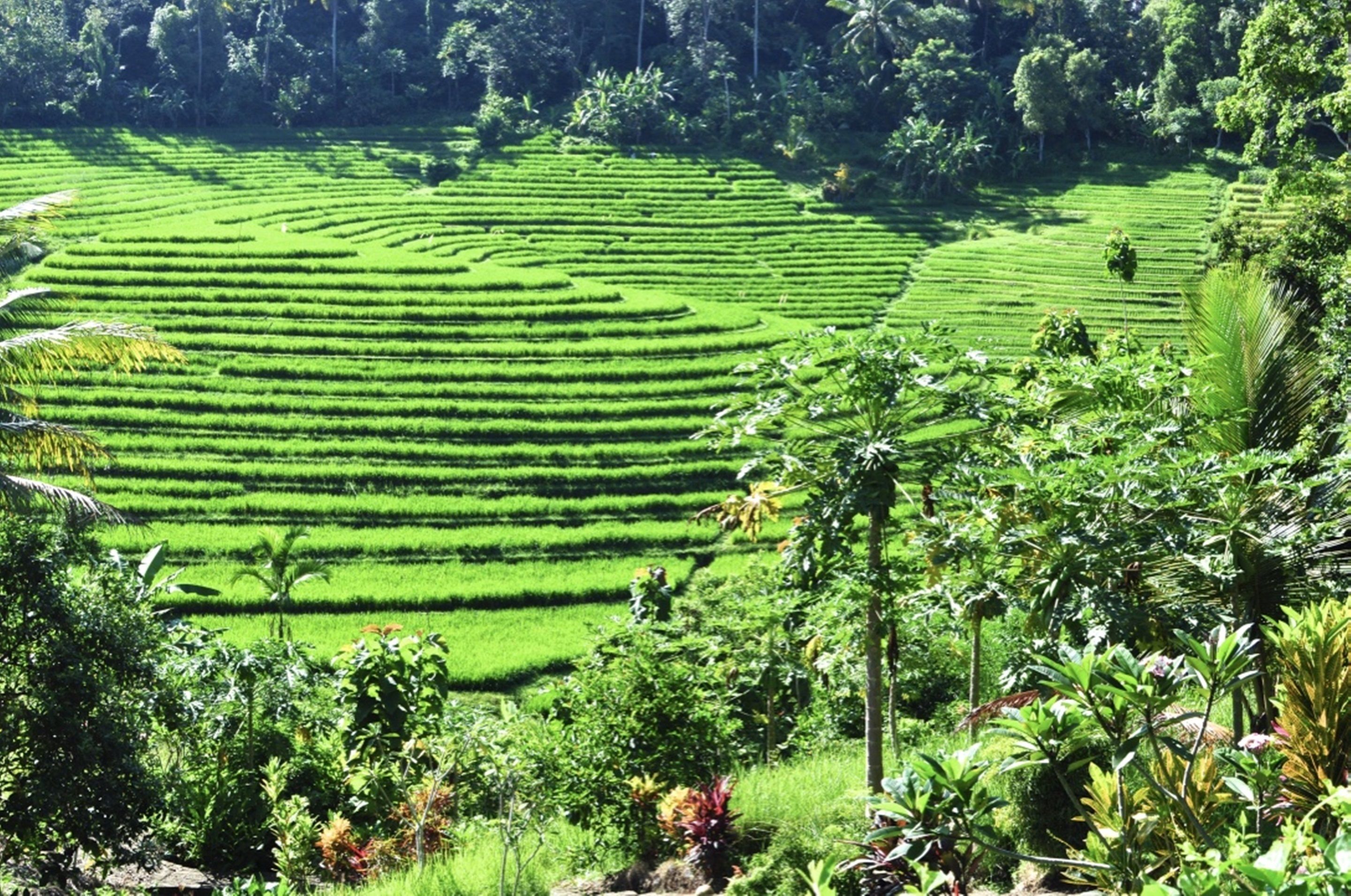 Bali Lush