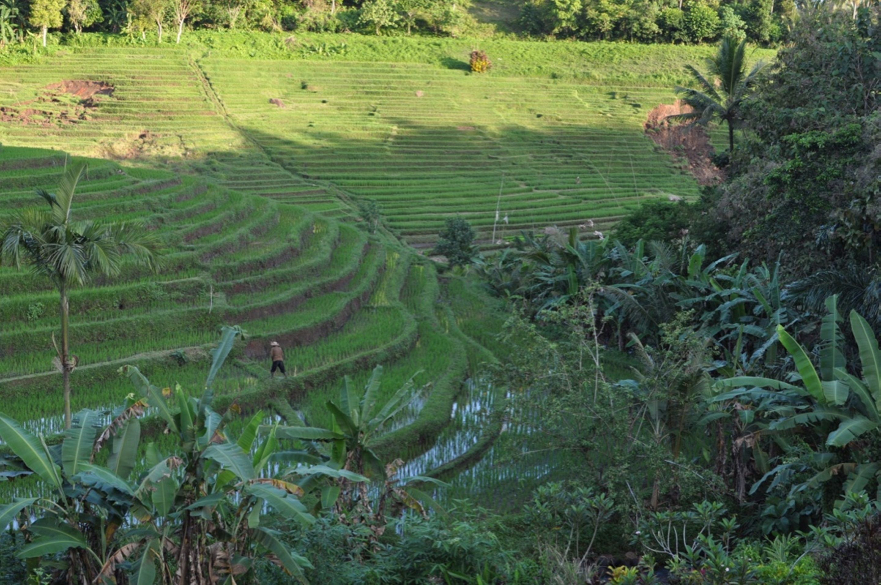 Bali Lush
