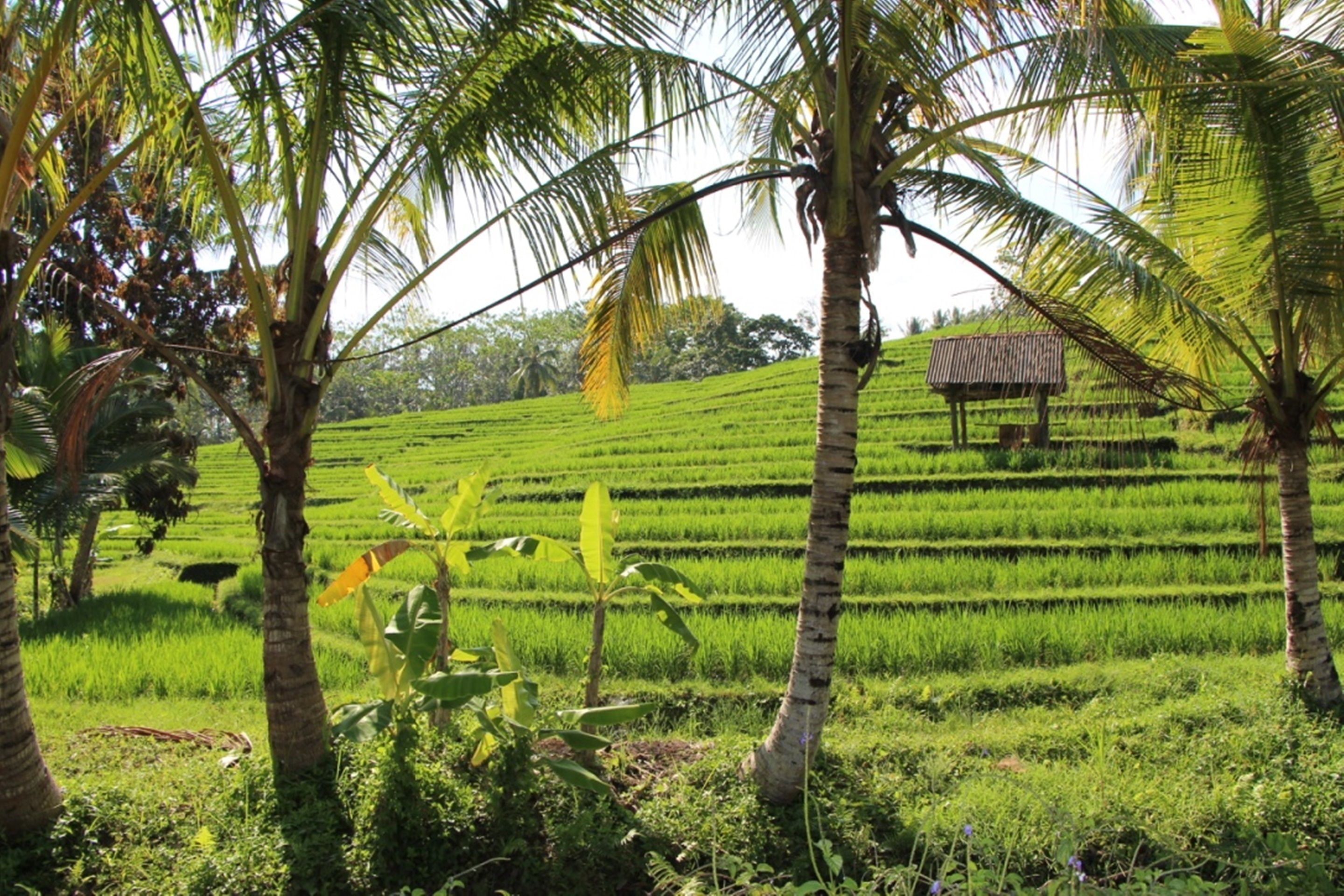 Bali Lush
