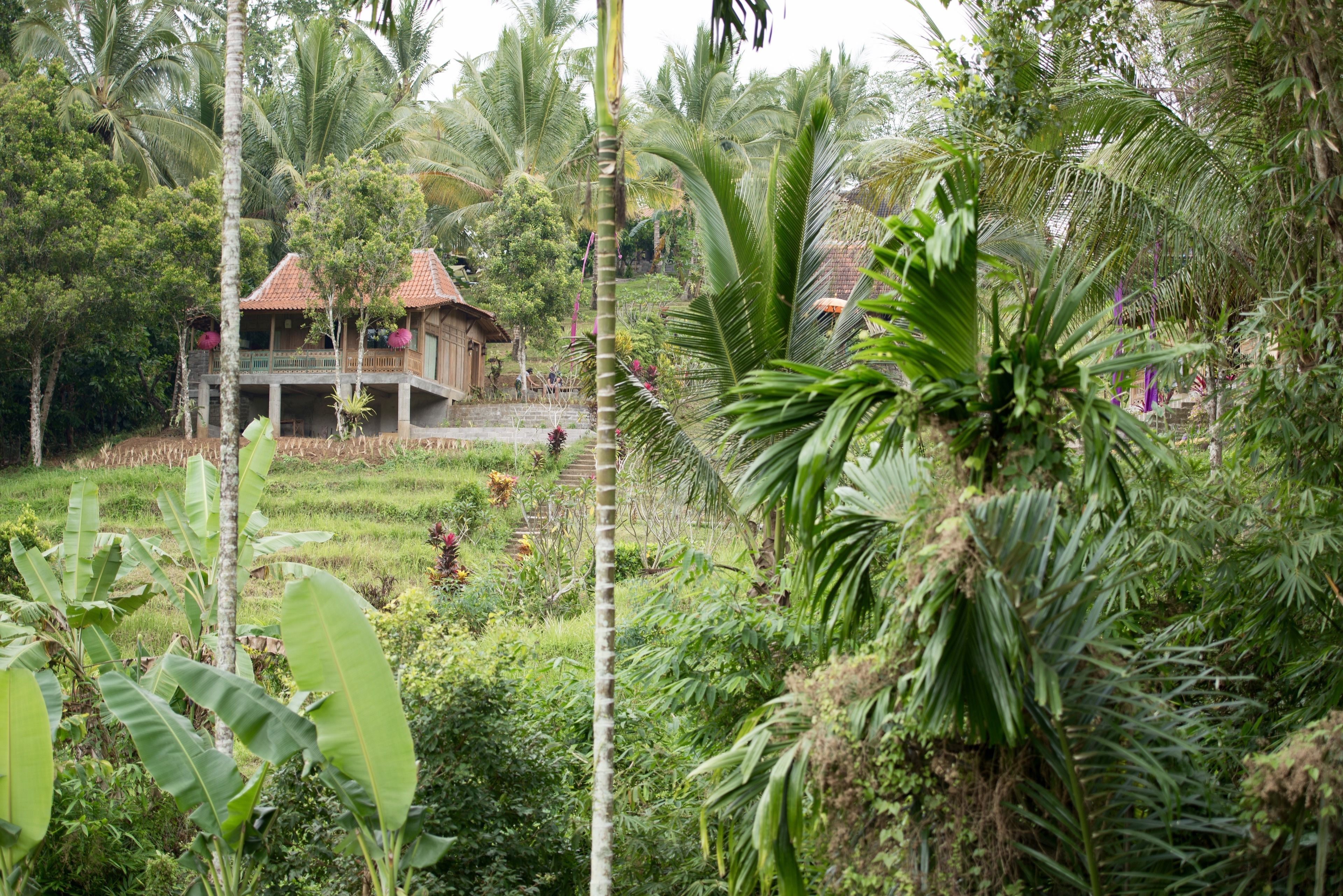 Bali Lush