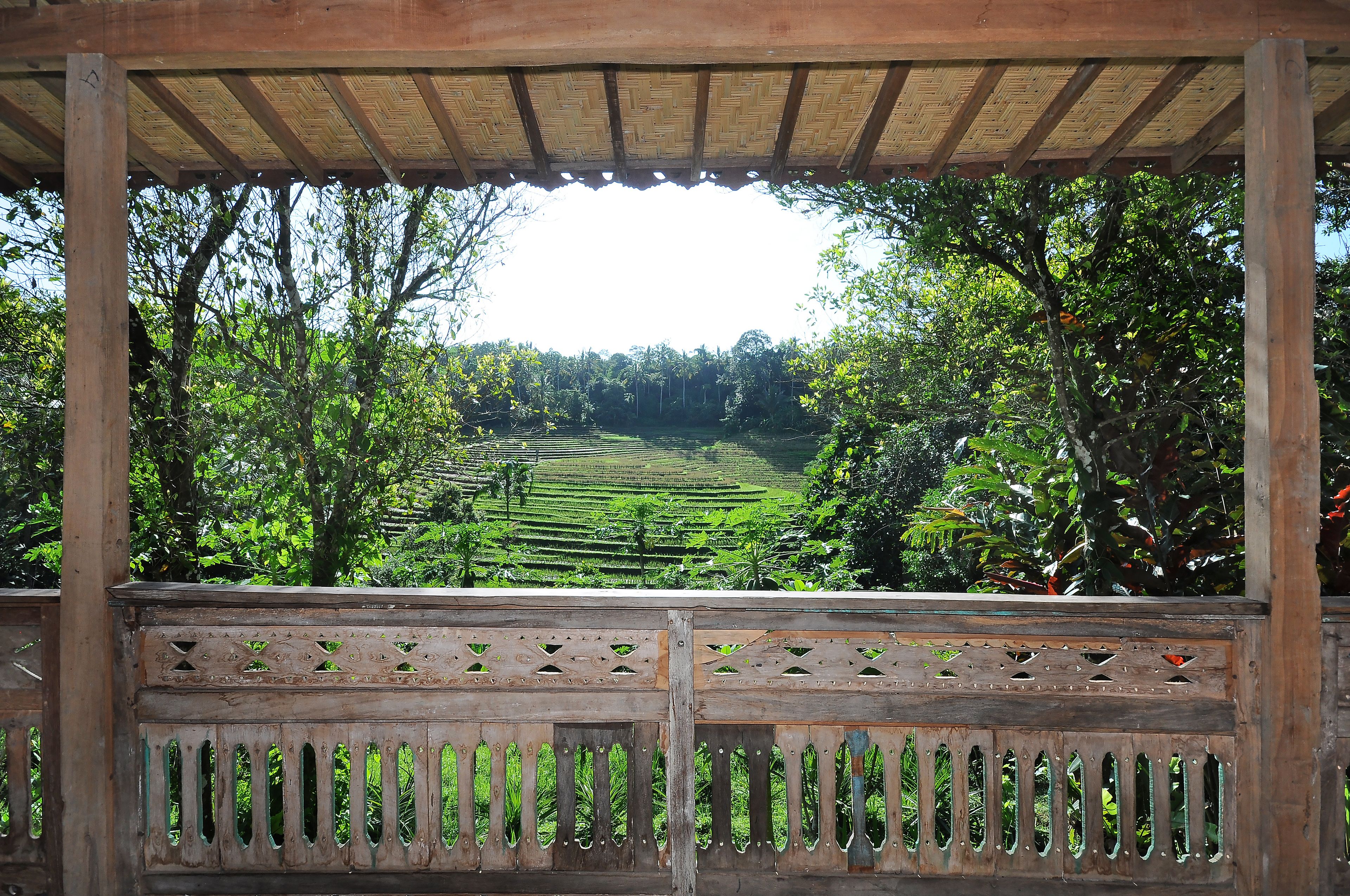 Bali Lush