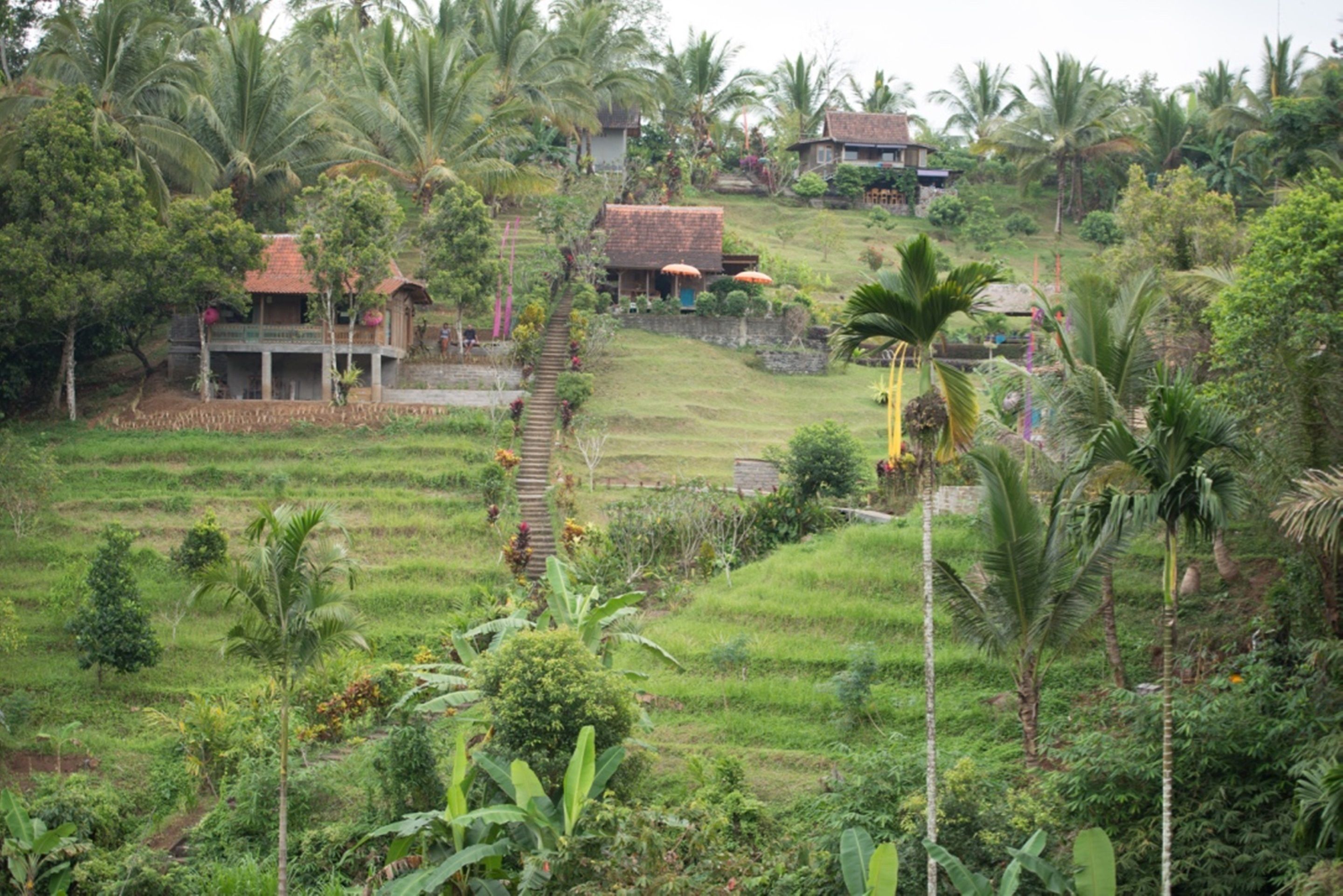 Bali Lush