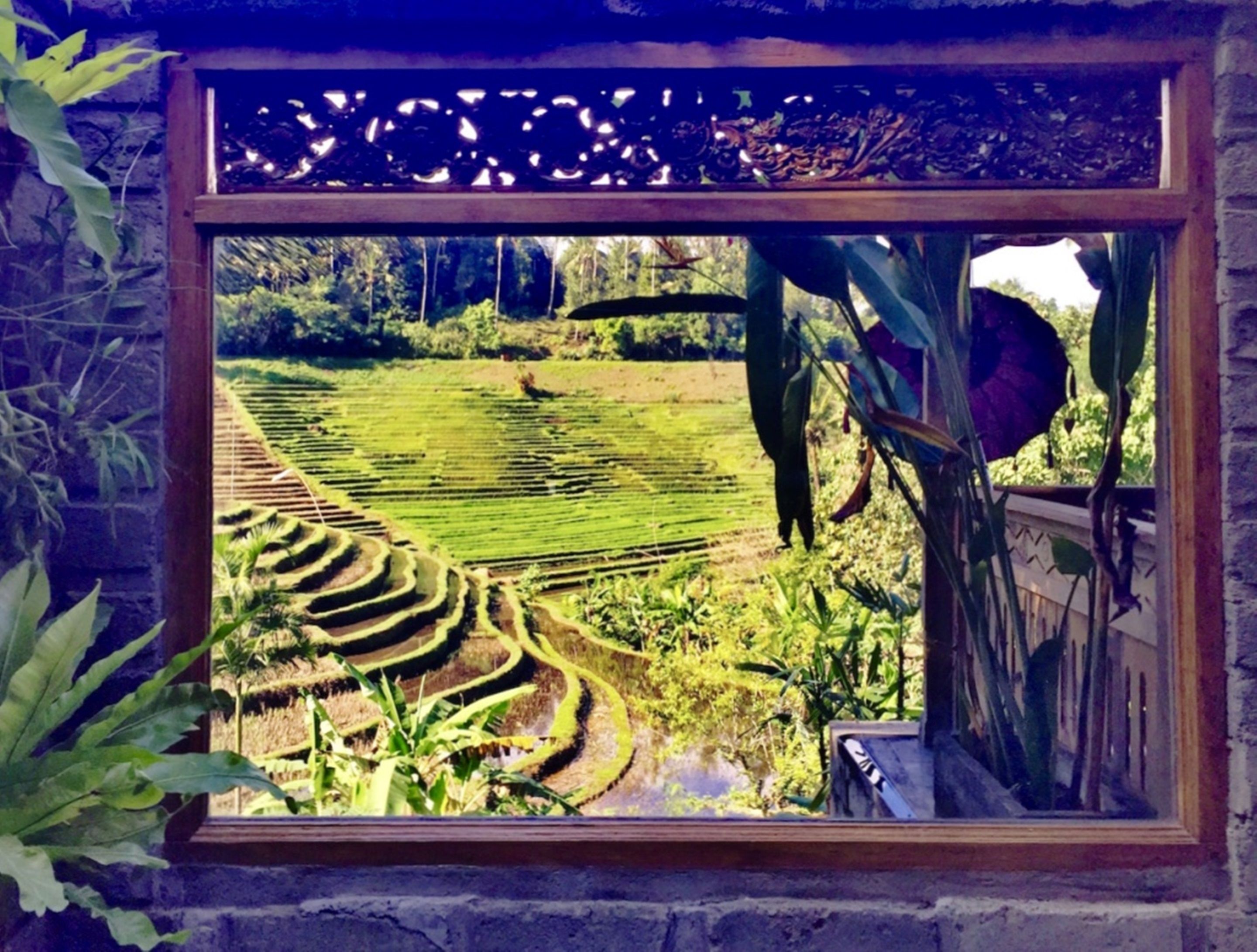 Bali Lush