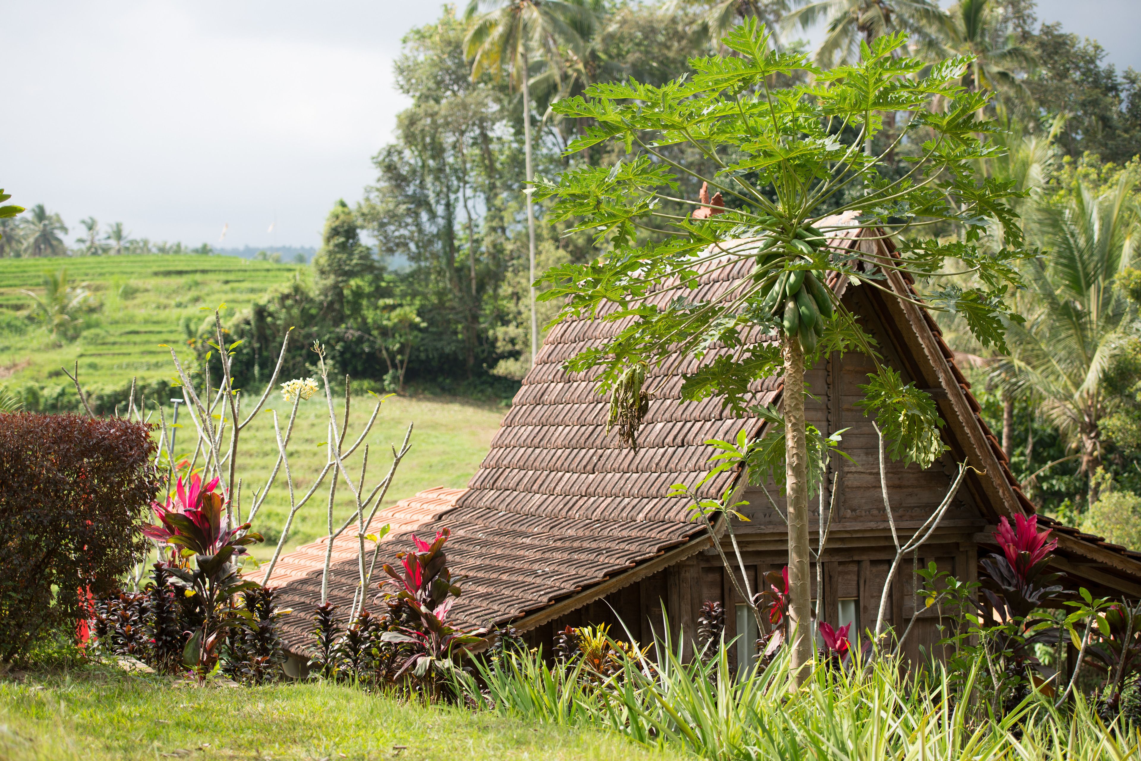 Bali Lush