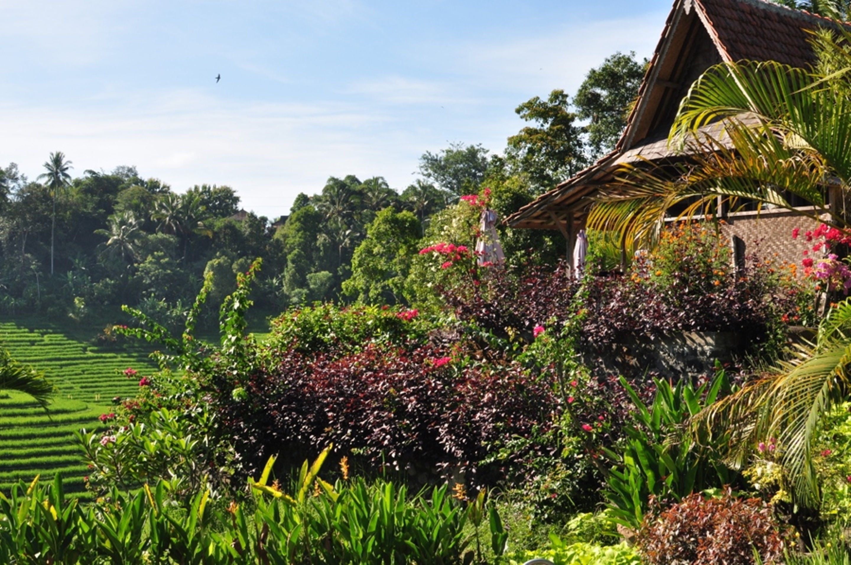 Bali Lush