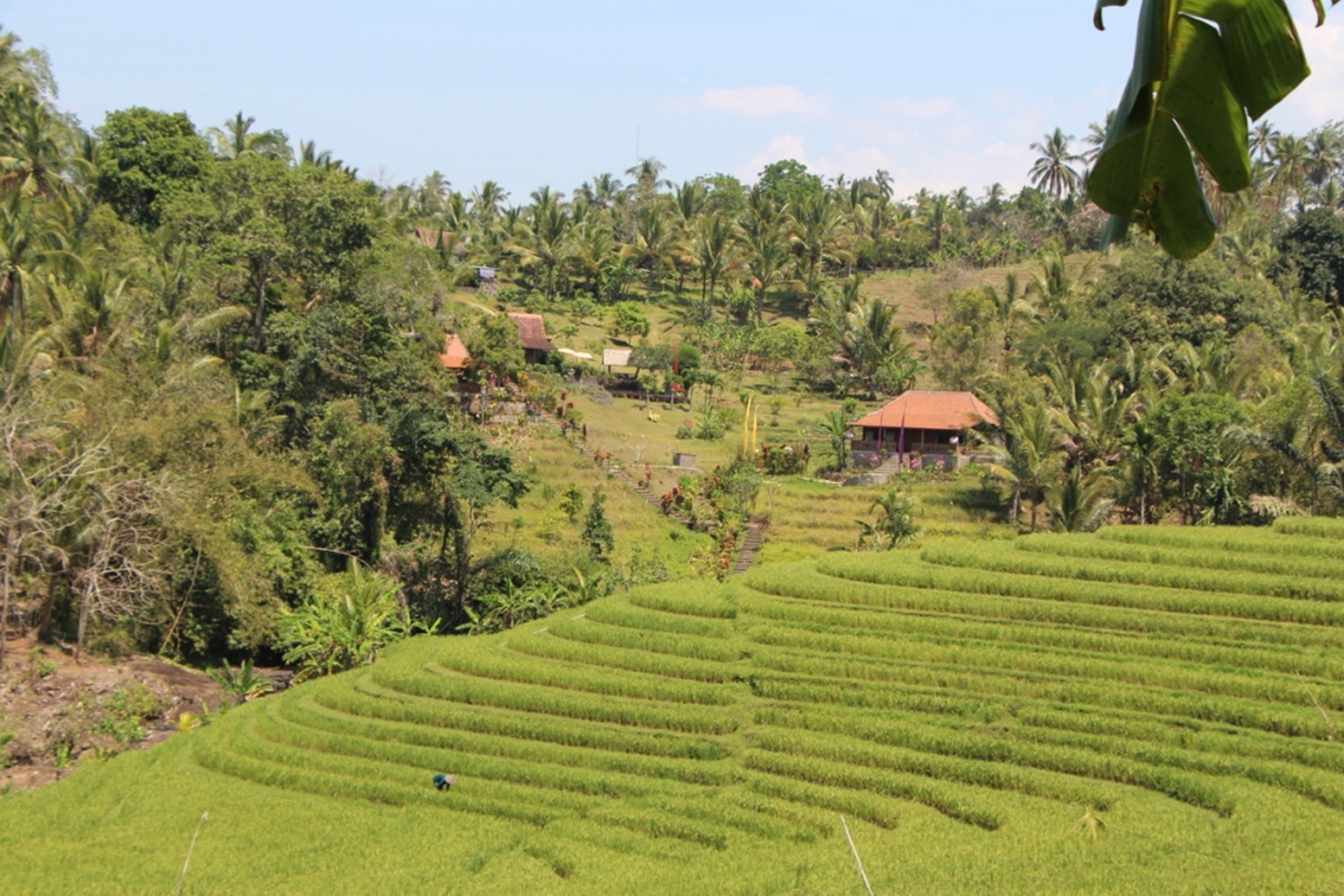 Bali Lush