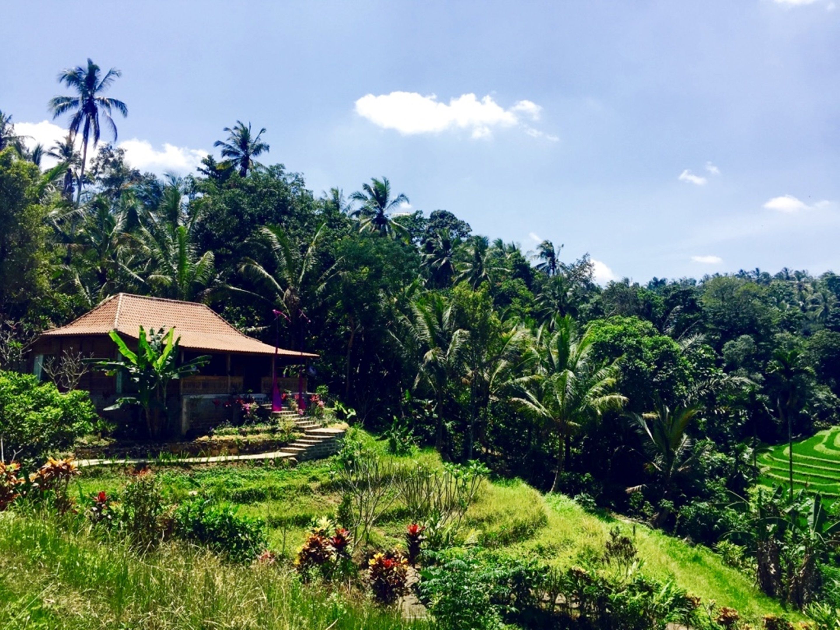 Bali Lush