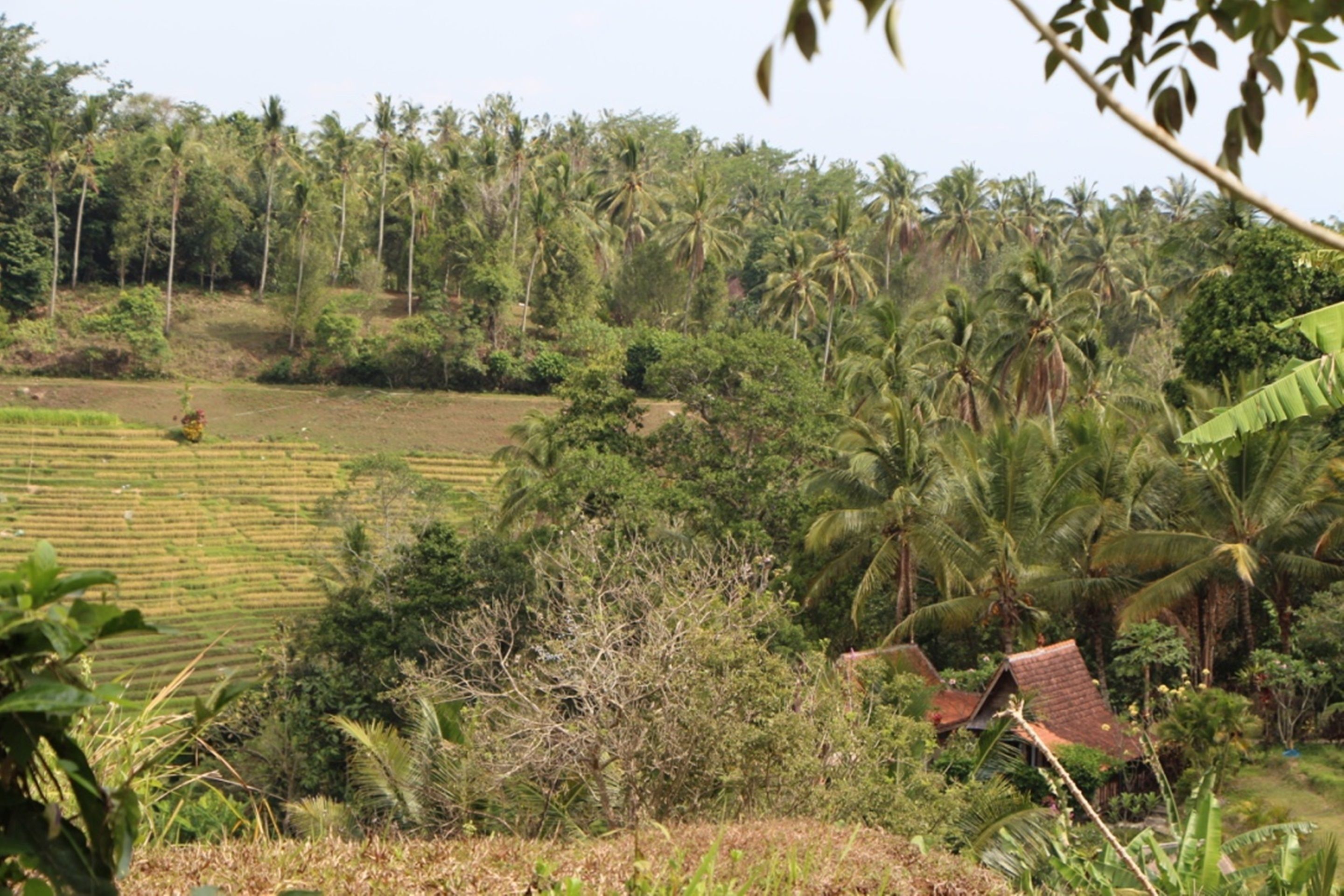 Bali Lush