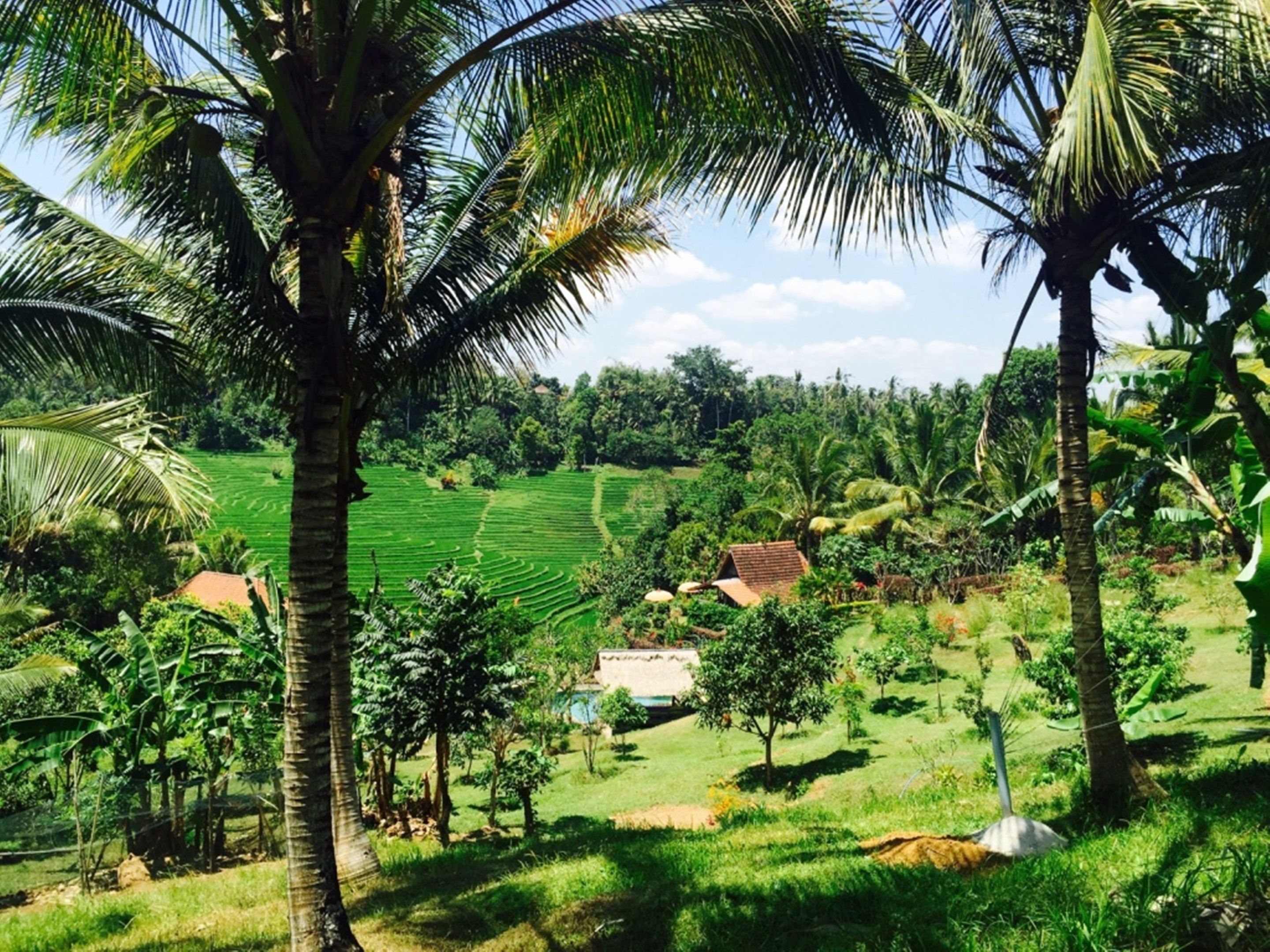 Bali Lush