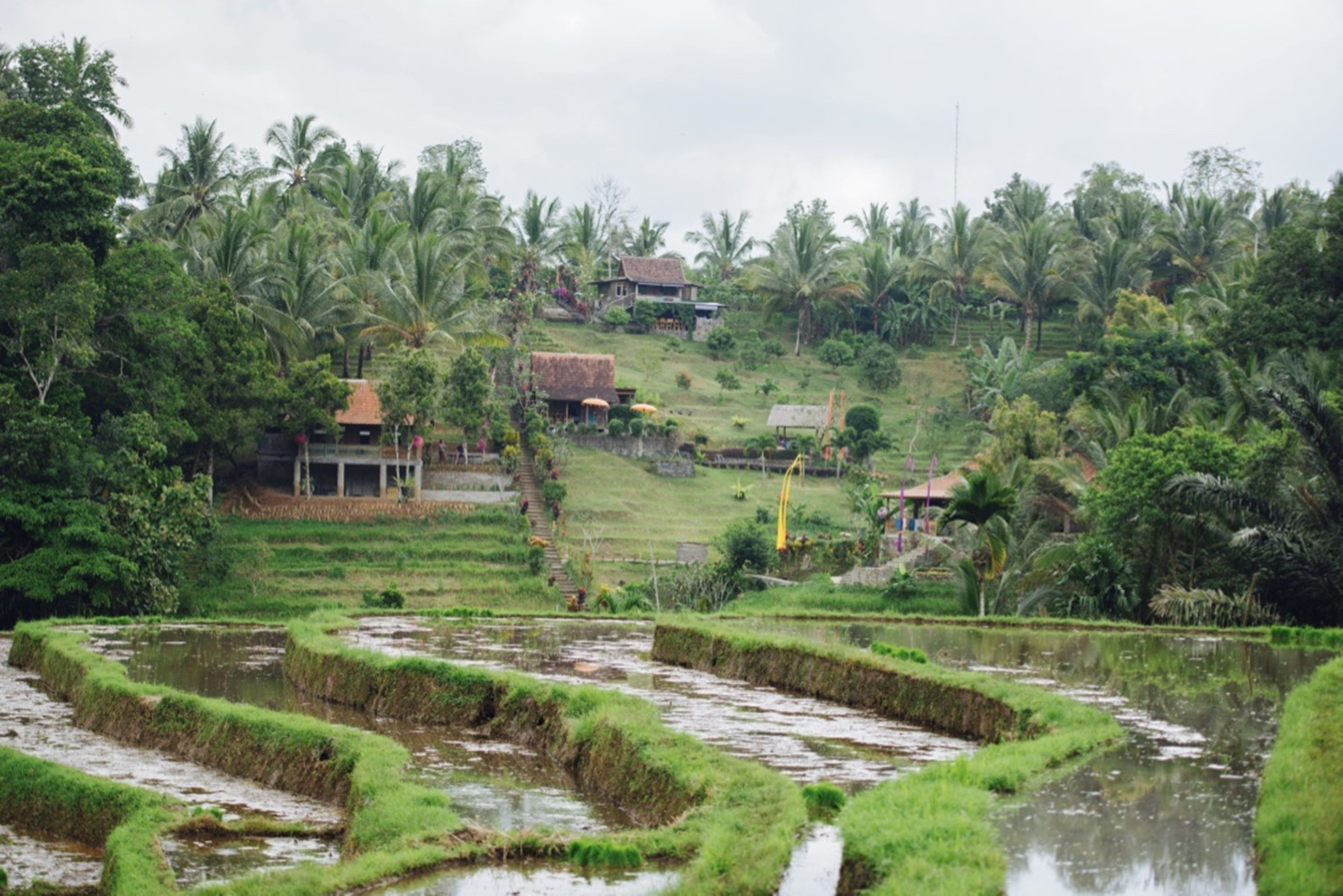 Bali Lush