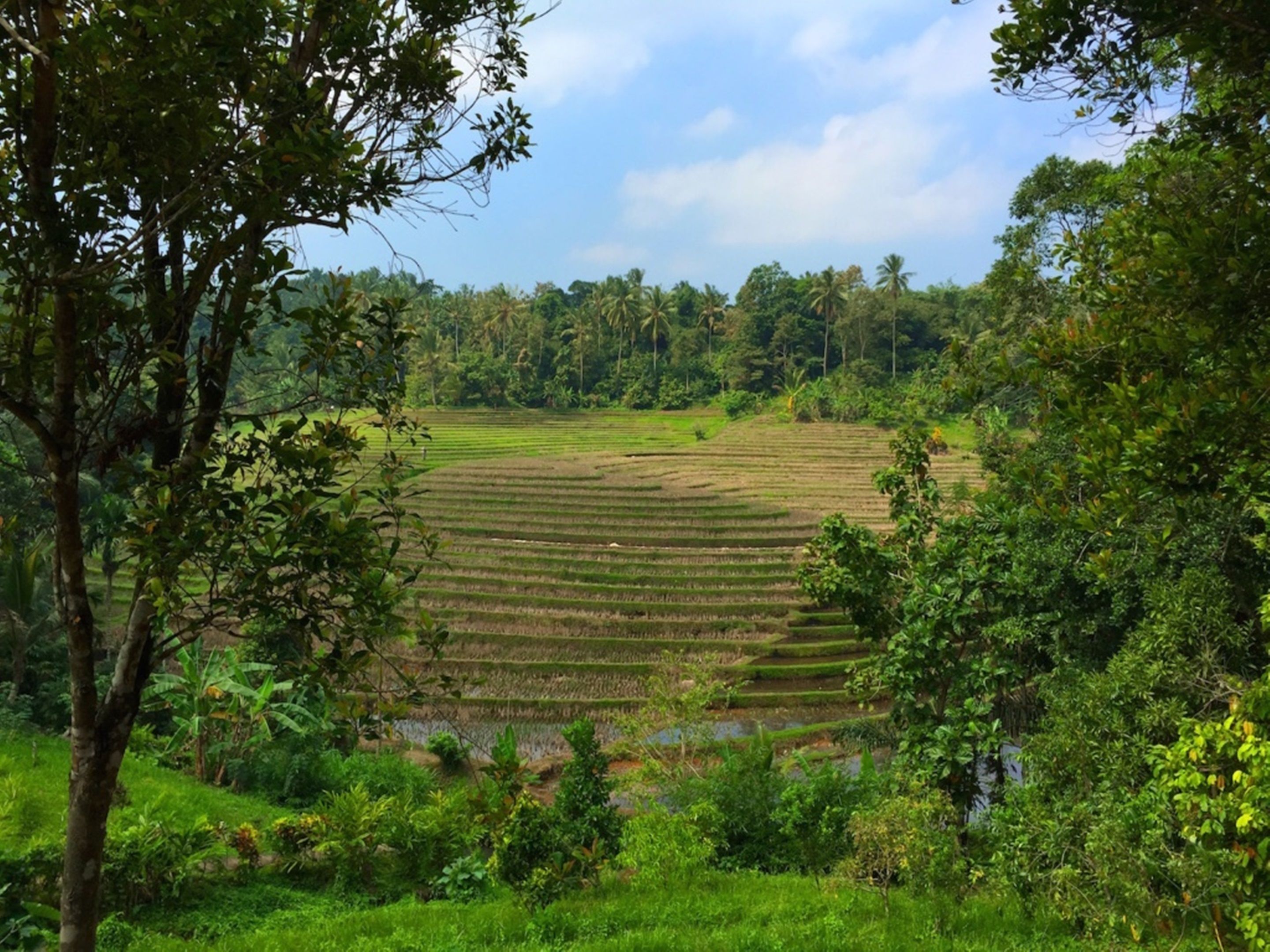 Bali Lush