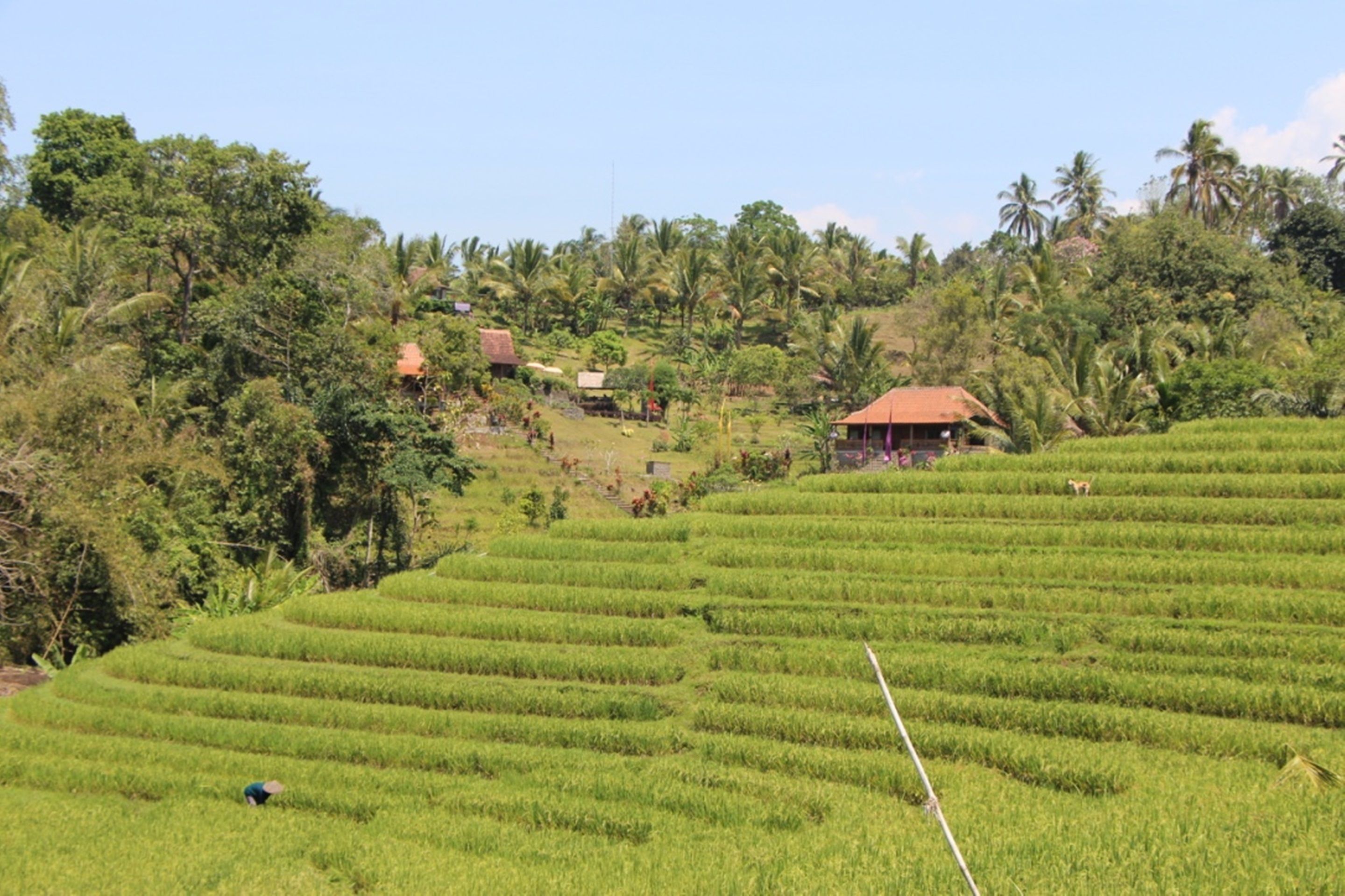 Bali Lush