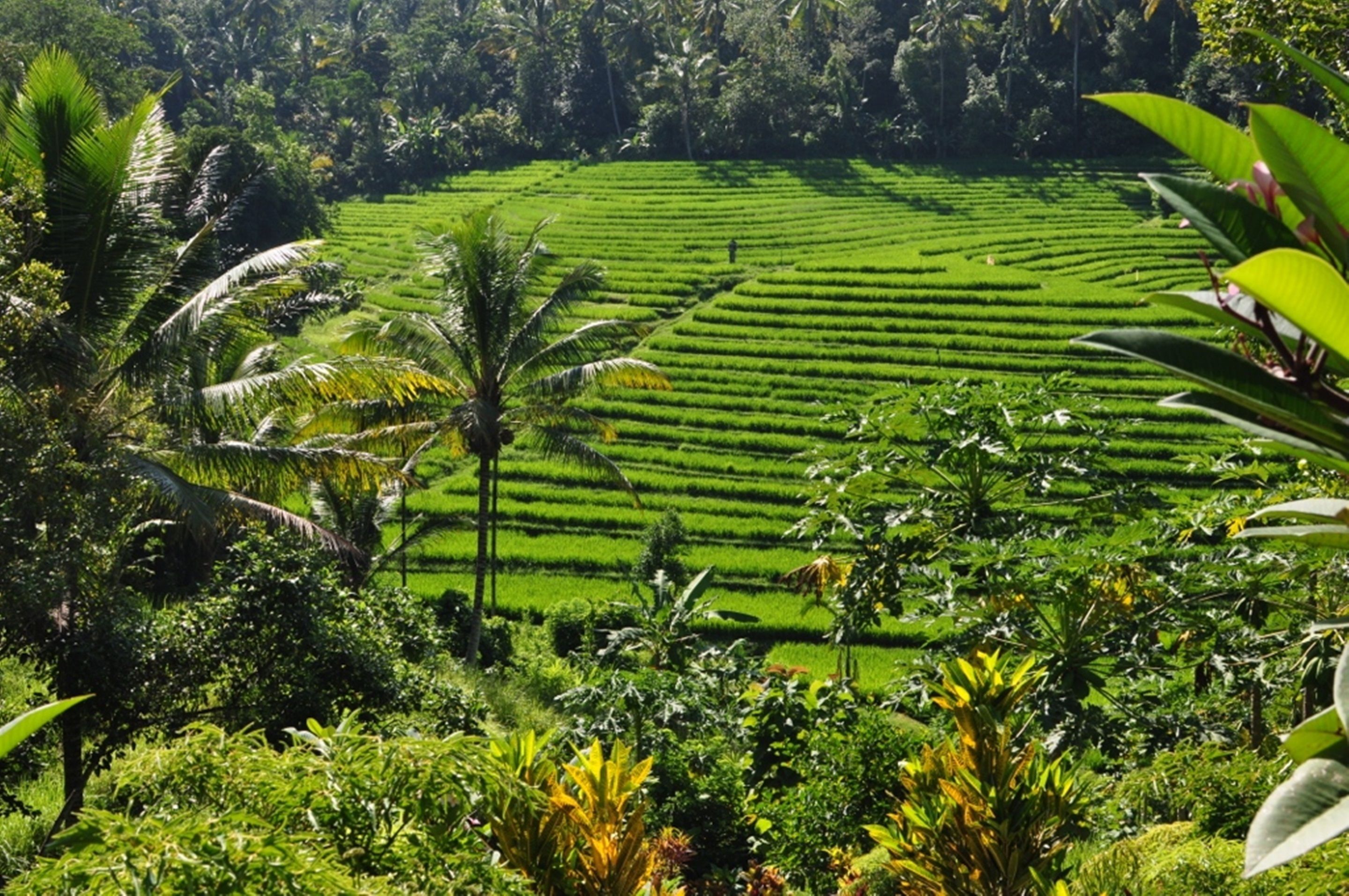 Bali Lush