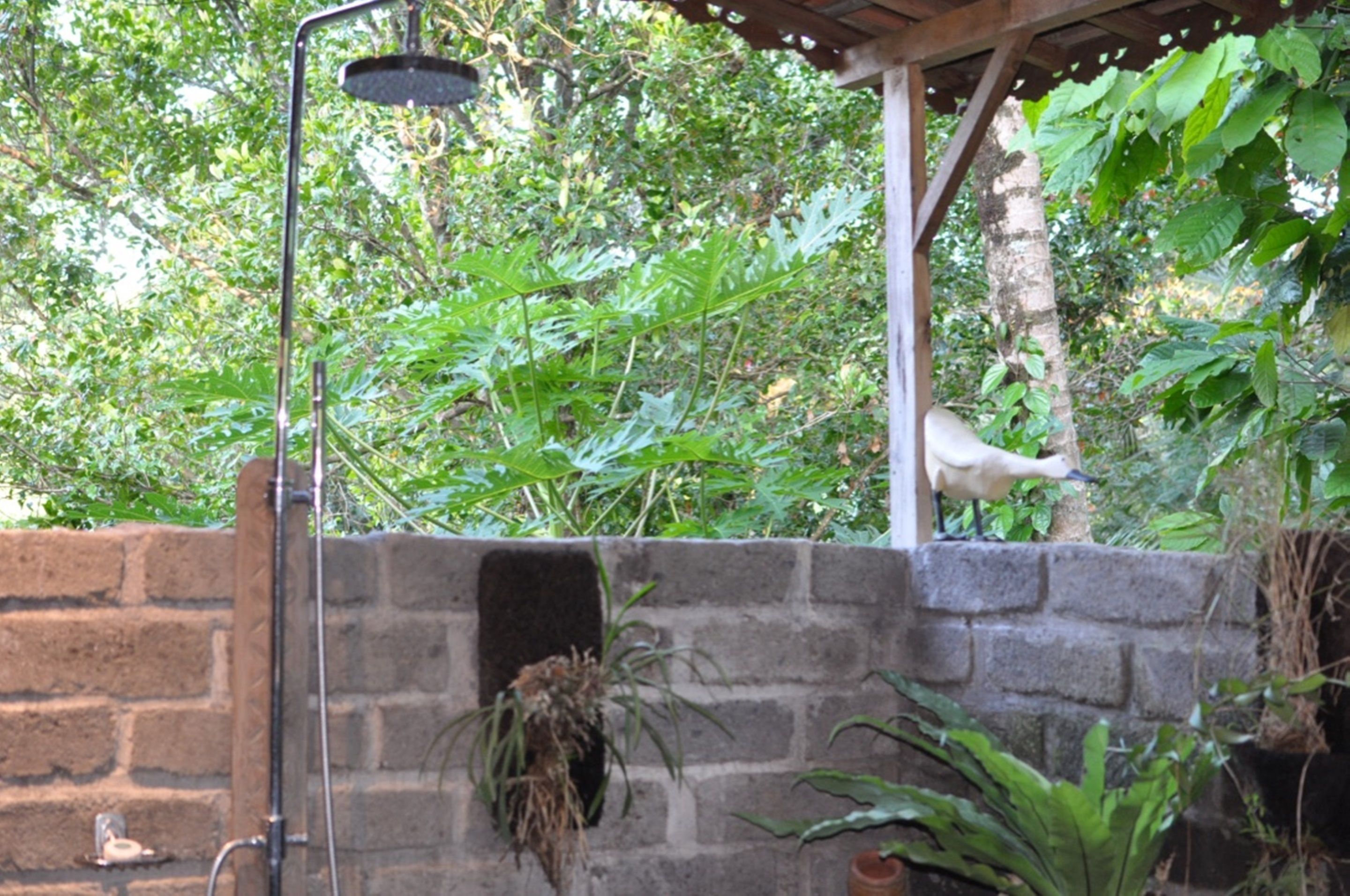 Bali Lush