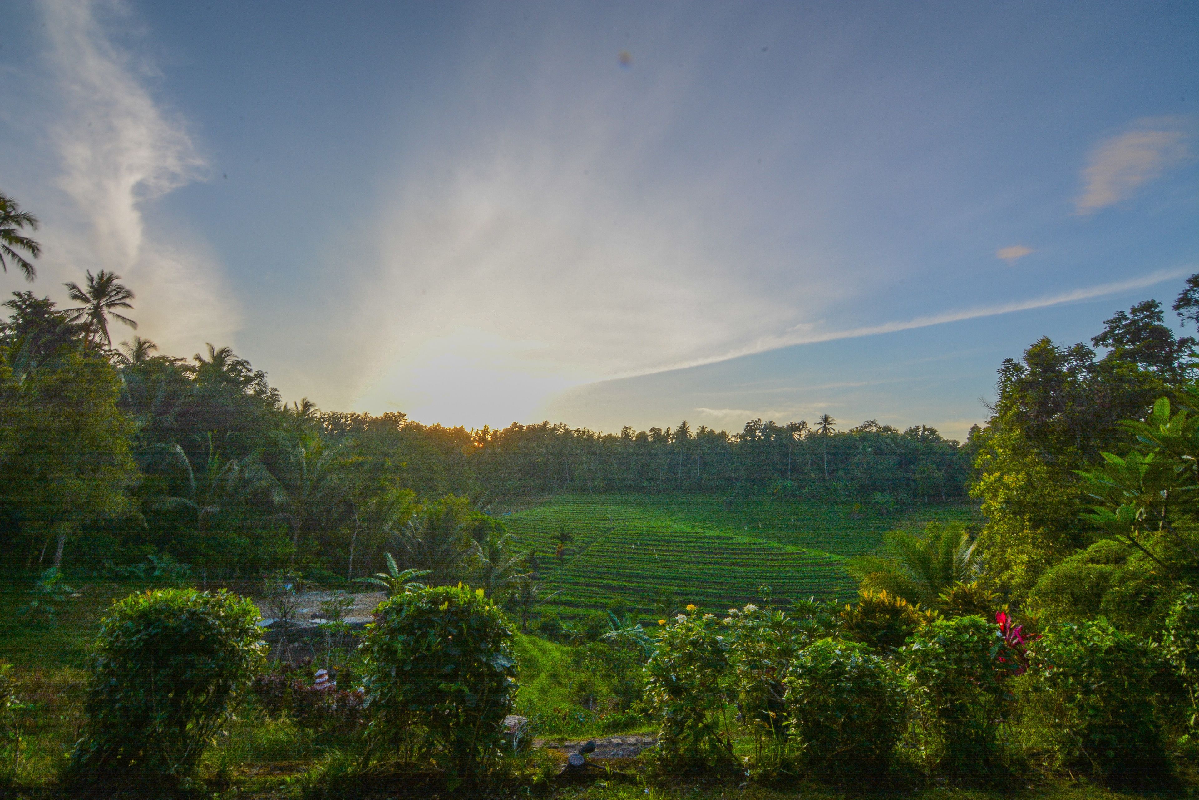 Bali Lush