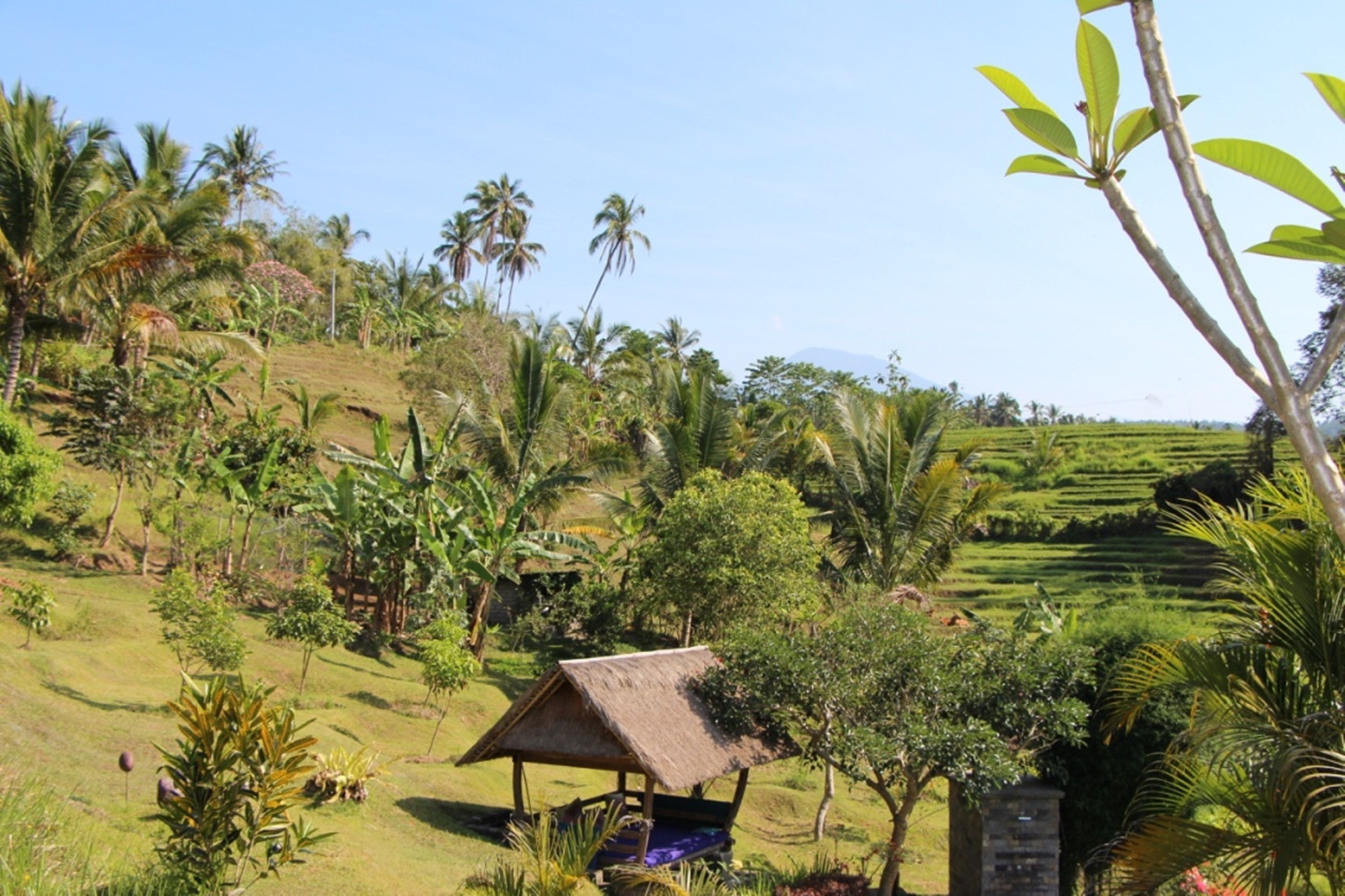Bali Lush