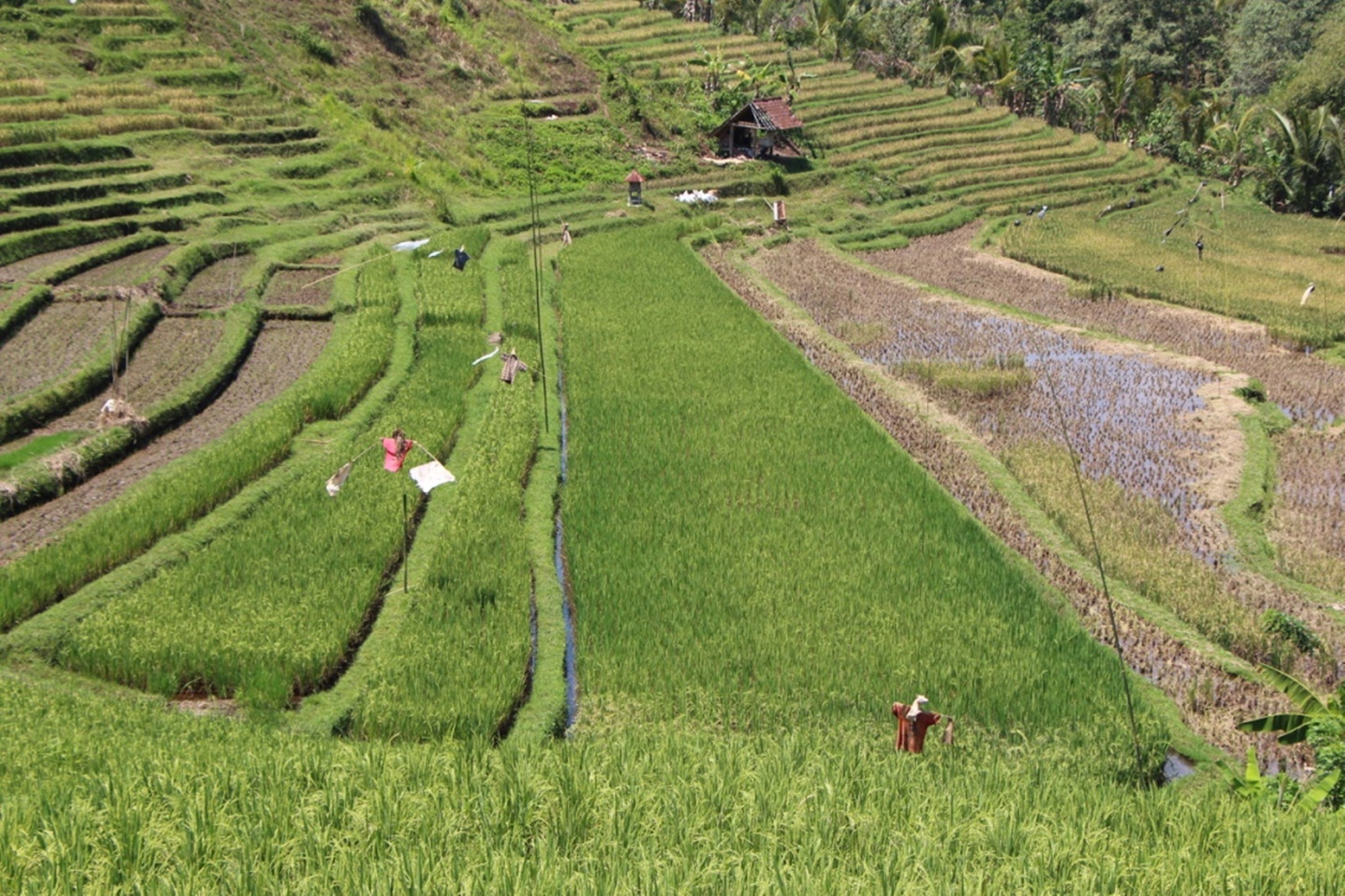 Bali Lush