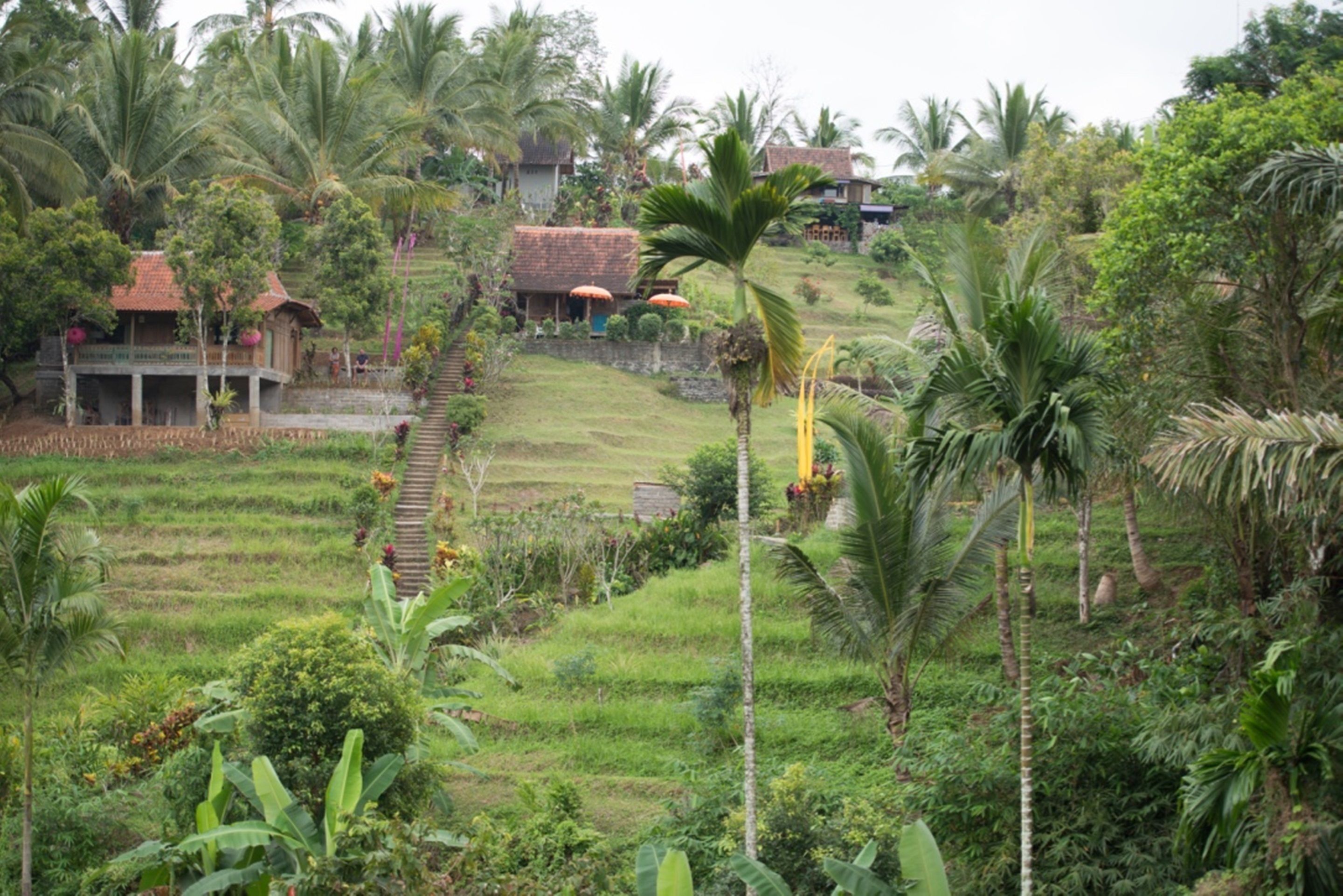 Bali Lush