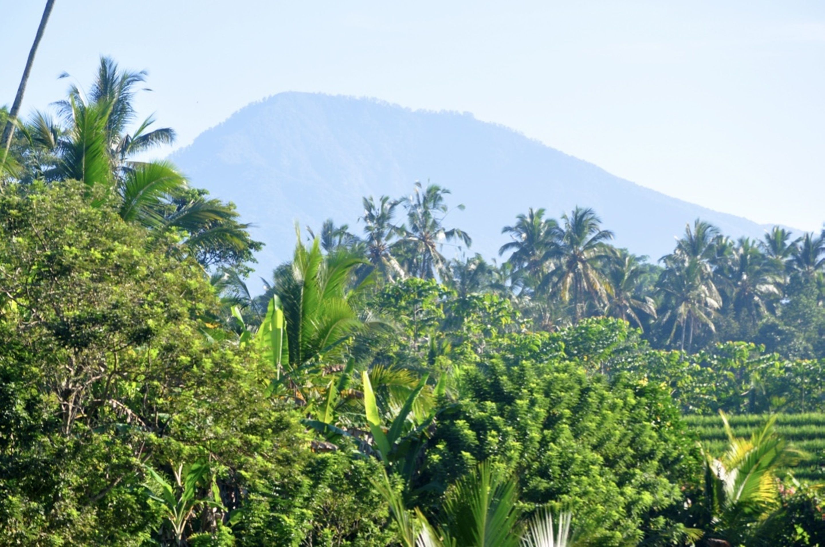 Bali Lush