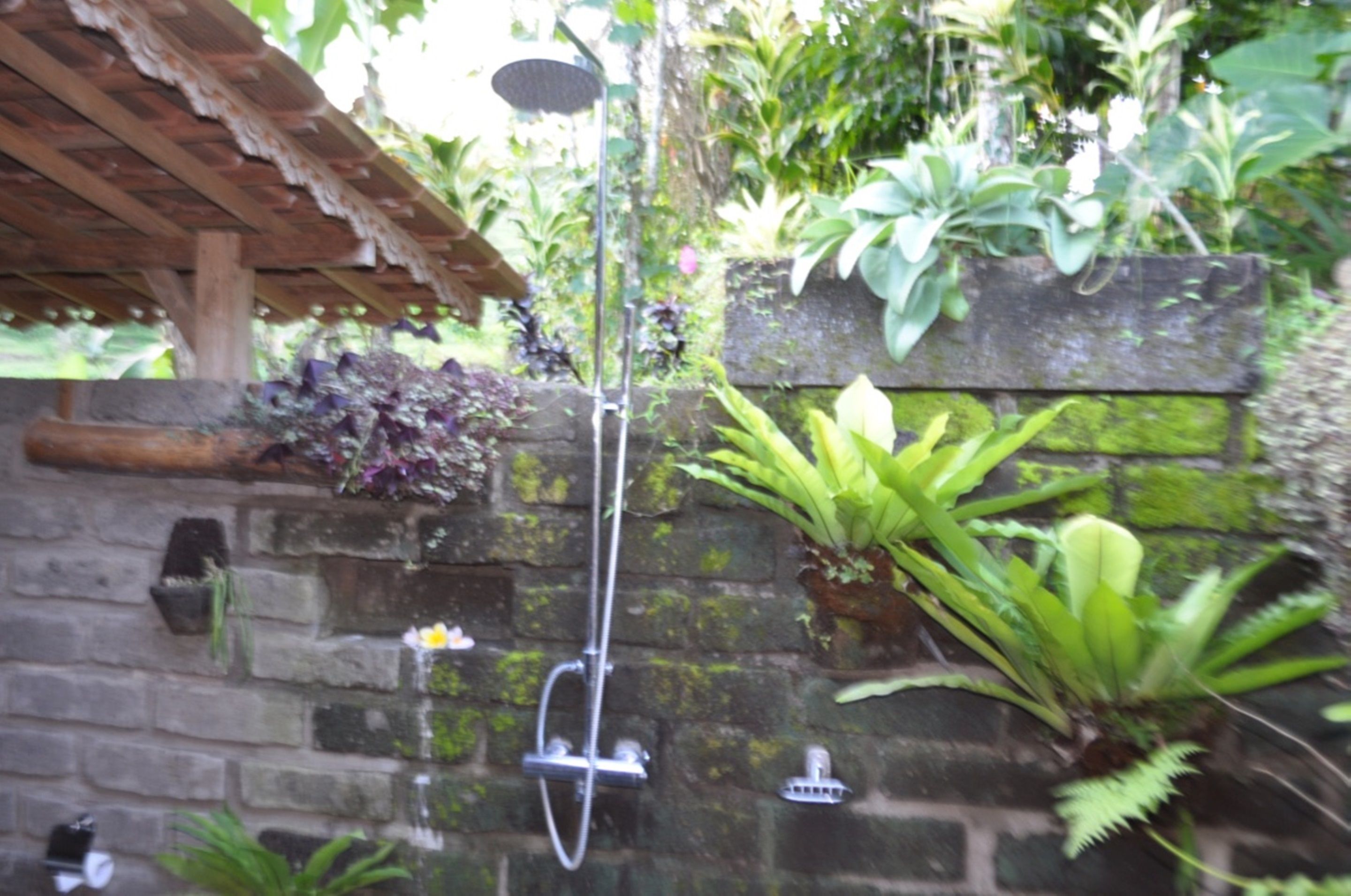 Bali Lush
