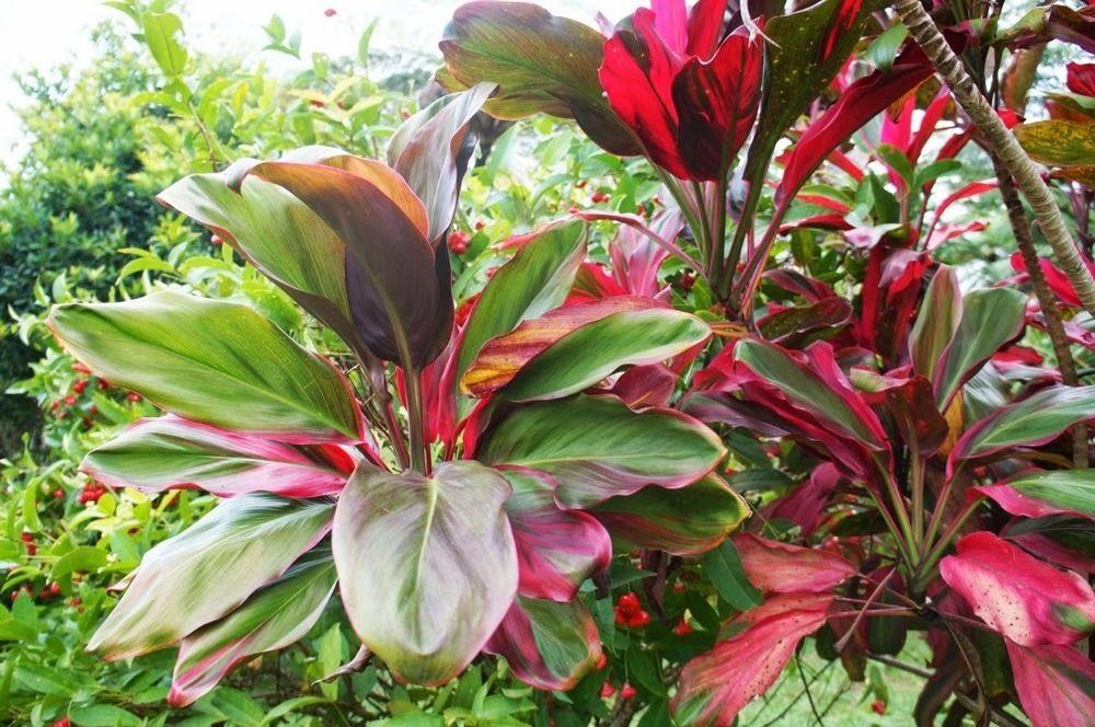 Nirwana Bali Apartment