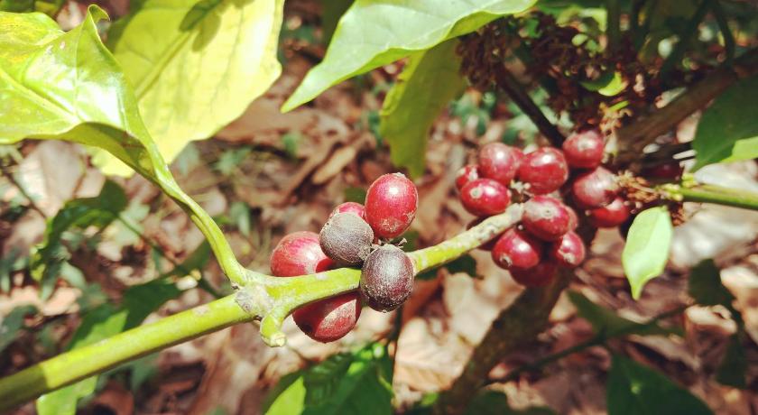 Shibui Garden Bungalows and Restaurant