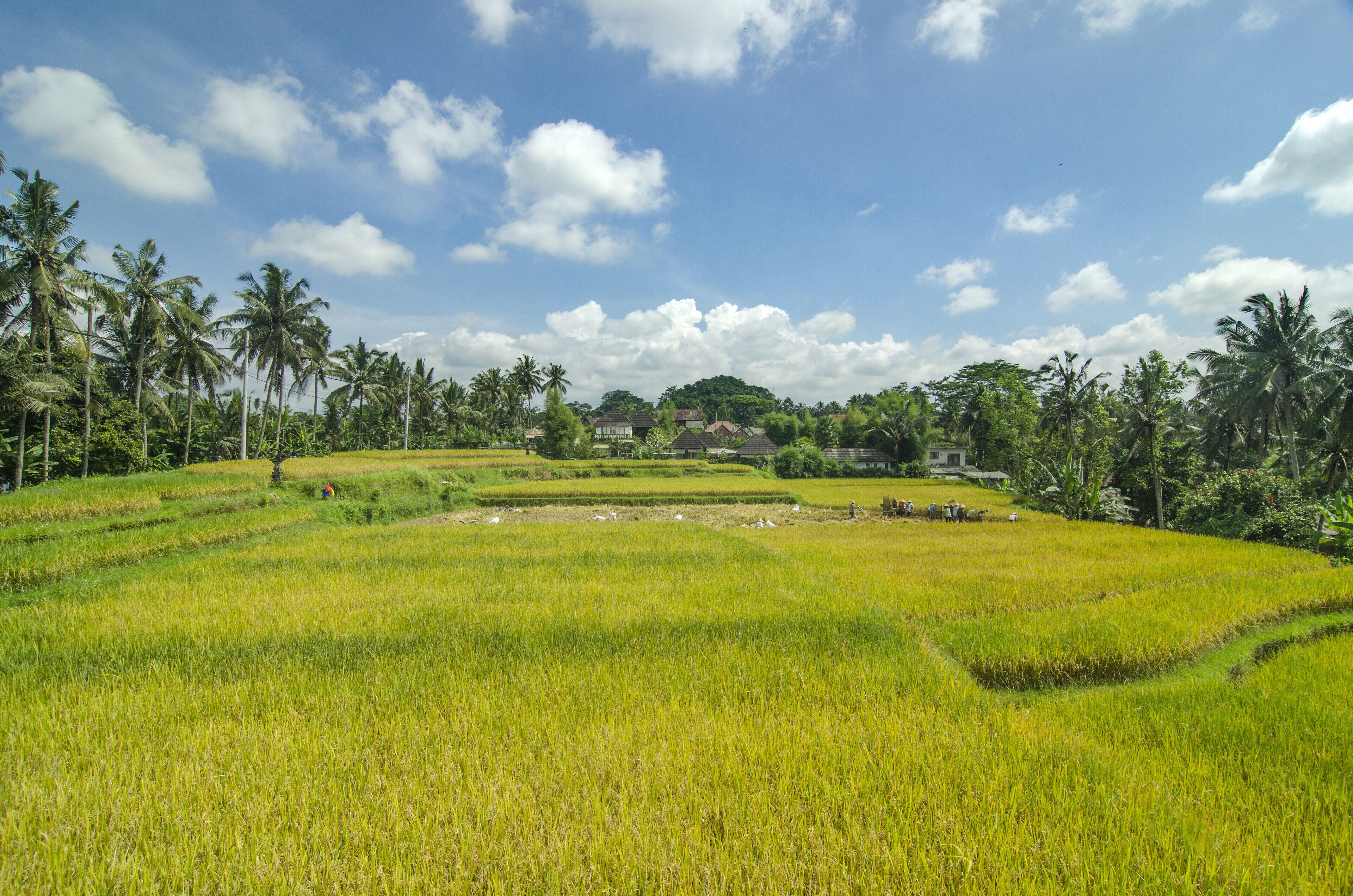 Danakha Villa Ubud