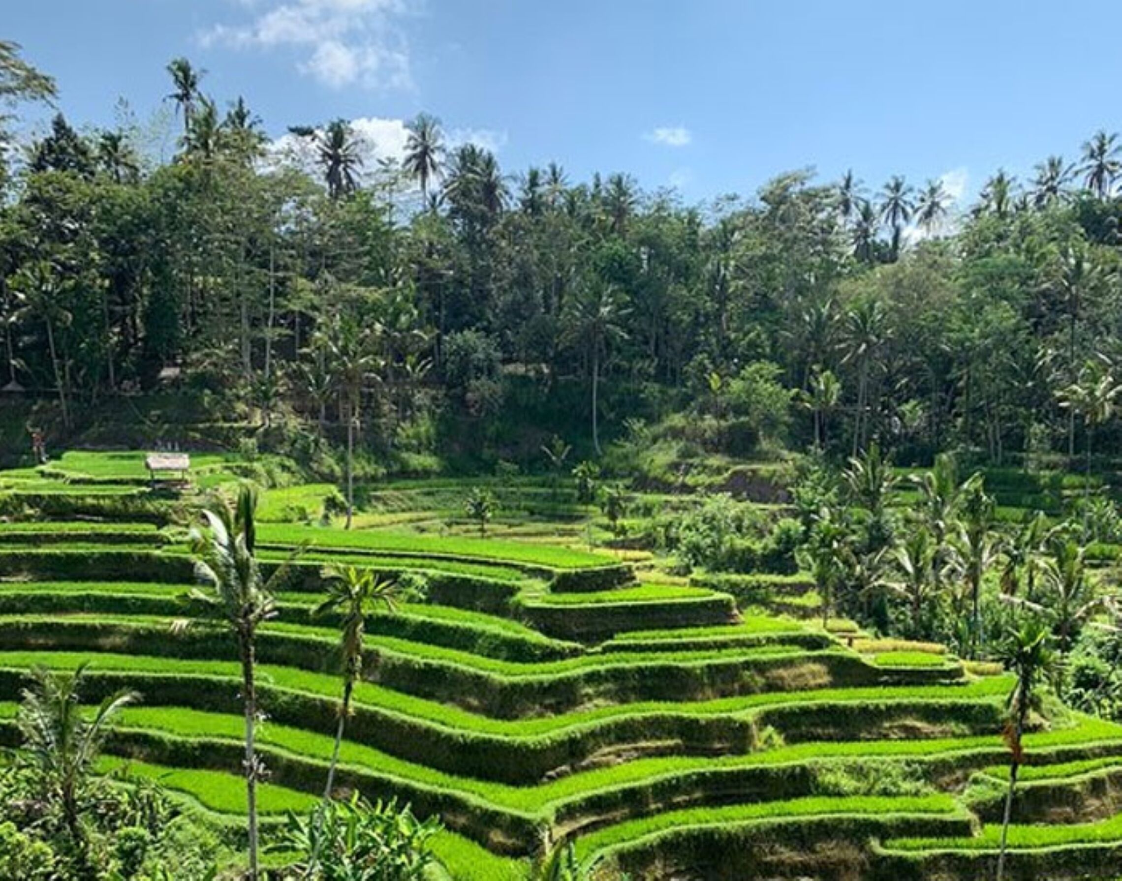 Intan Villa & Suite Ubud